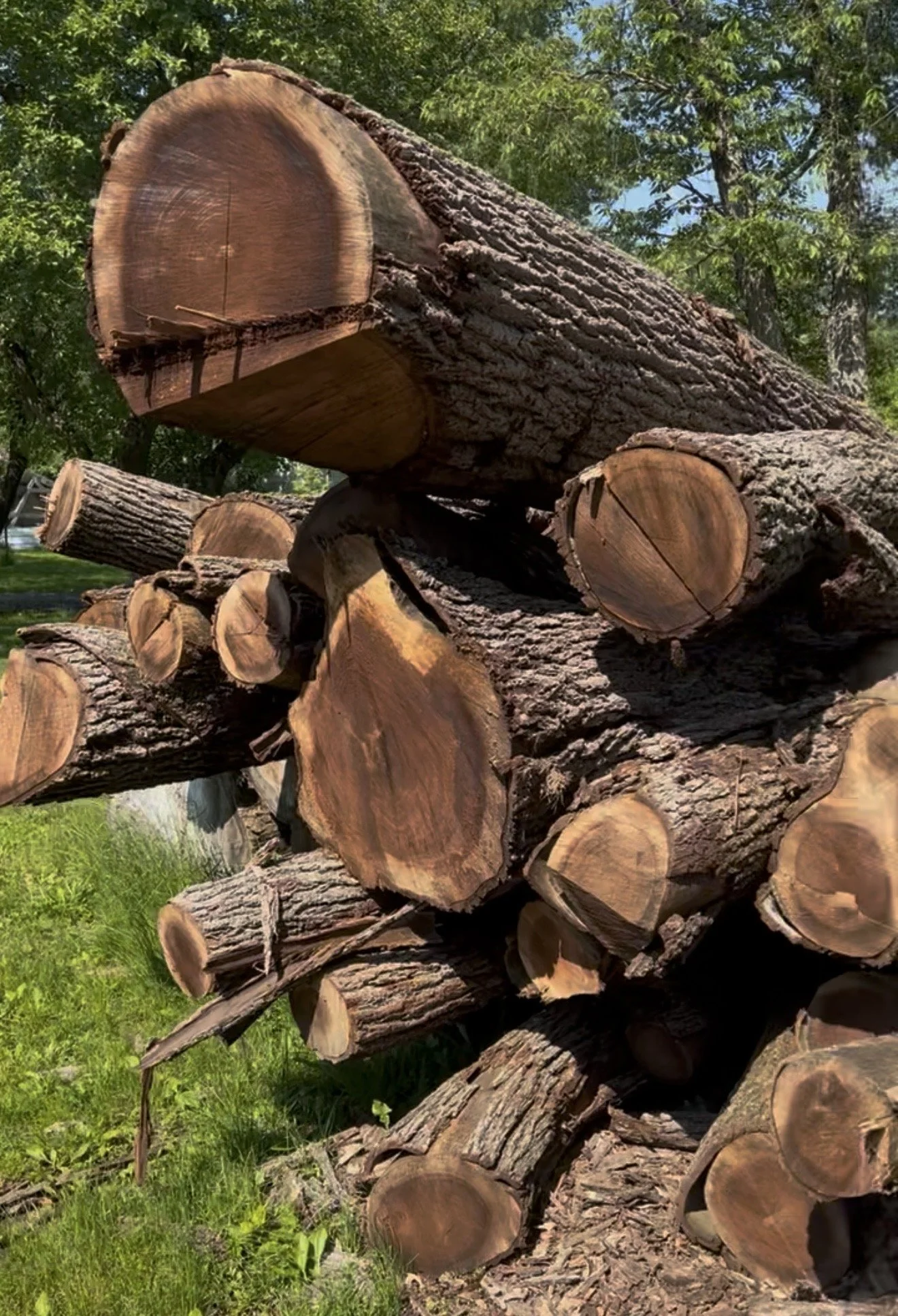 Stacked cut logs of wood in an outdoor setting with trees and grass in the background.