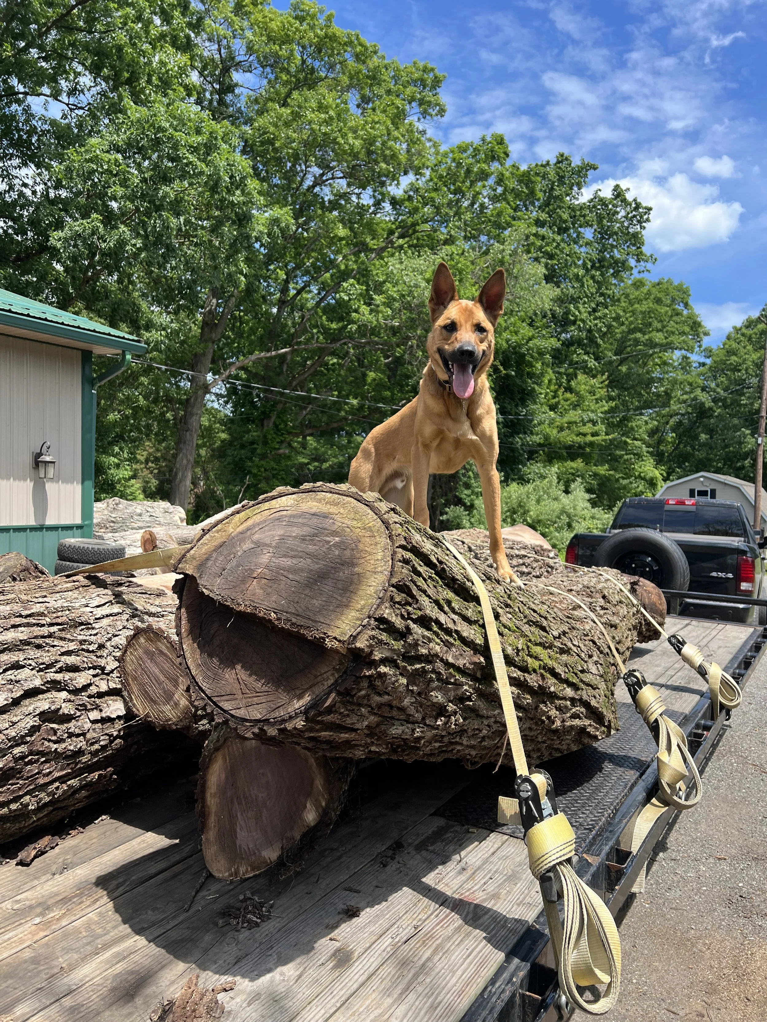 A happy brown dog with erect ears standing on a large fallen log on a trailer, with a background of green trees and a bright blue sky.