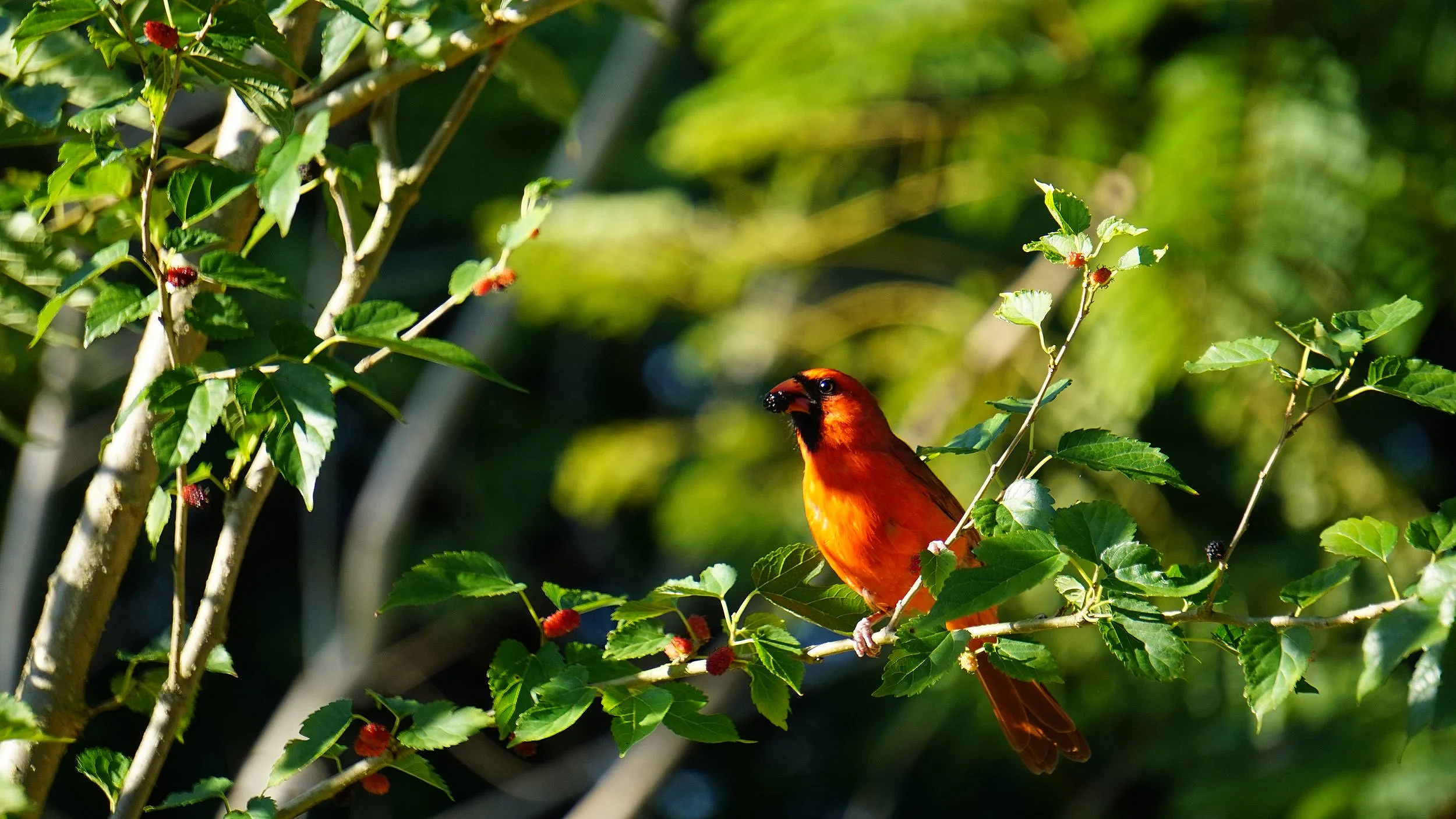 Dwarf mulberry & Northern male cardinal 