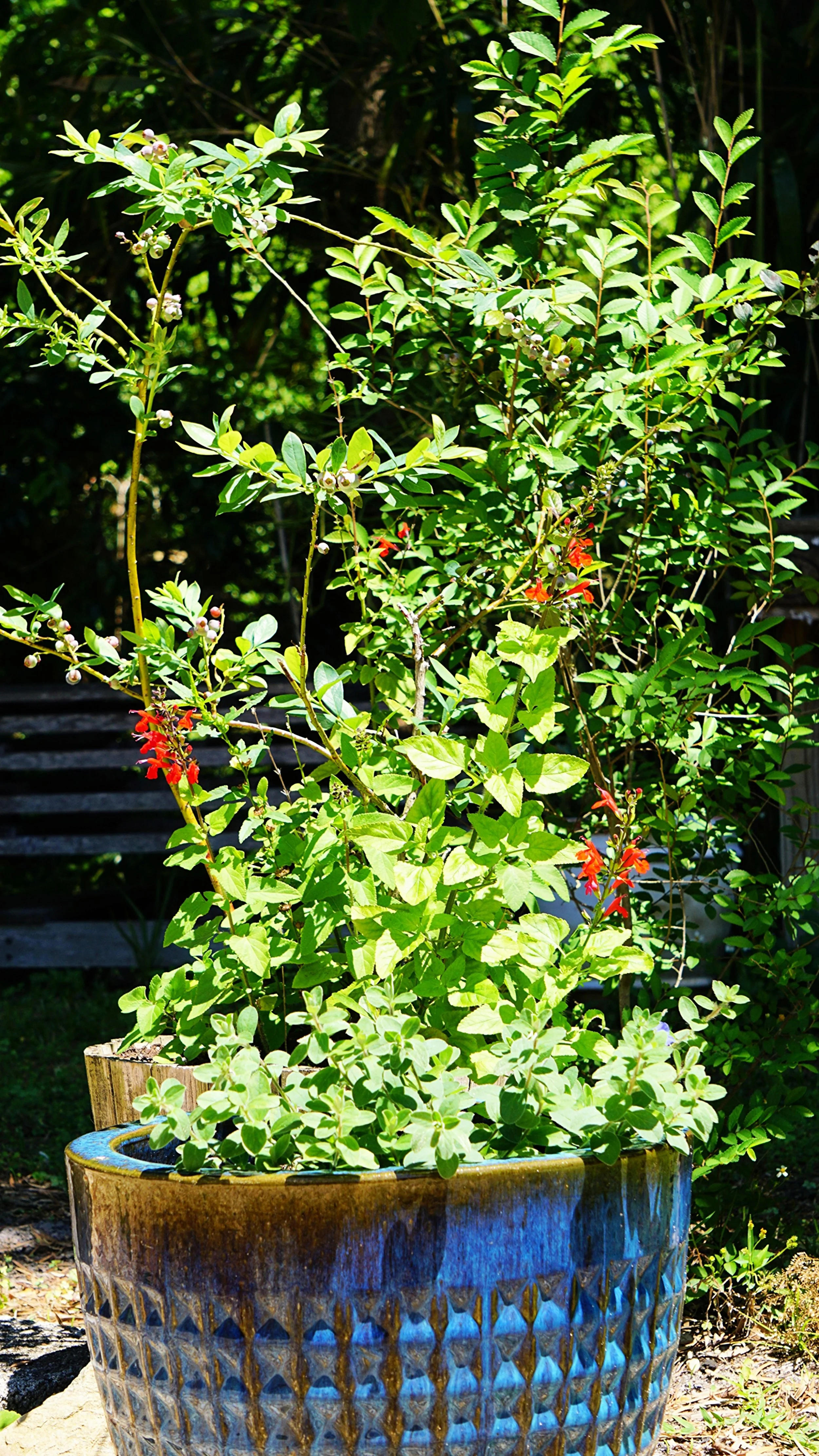 Blueberry bush with pollinator plants