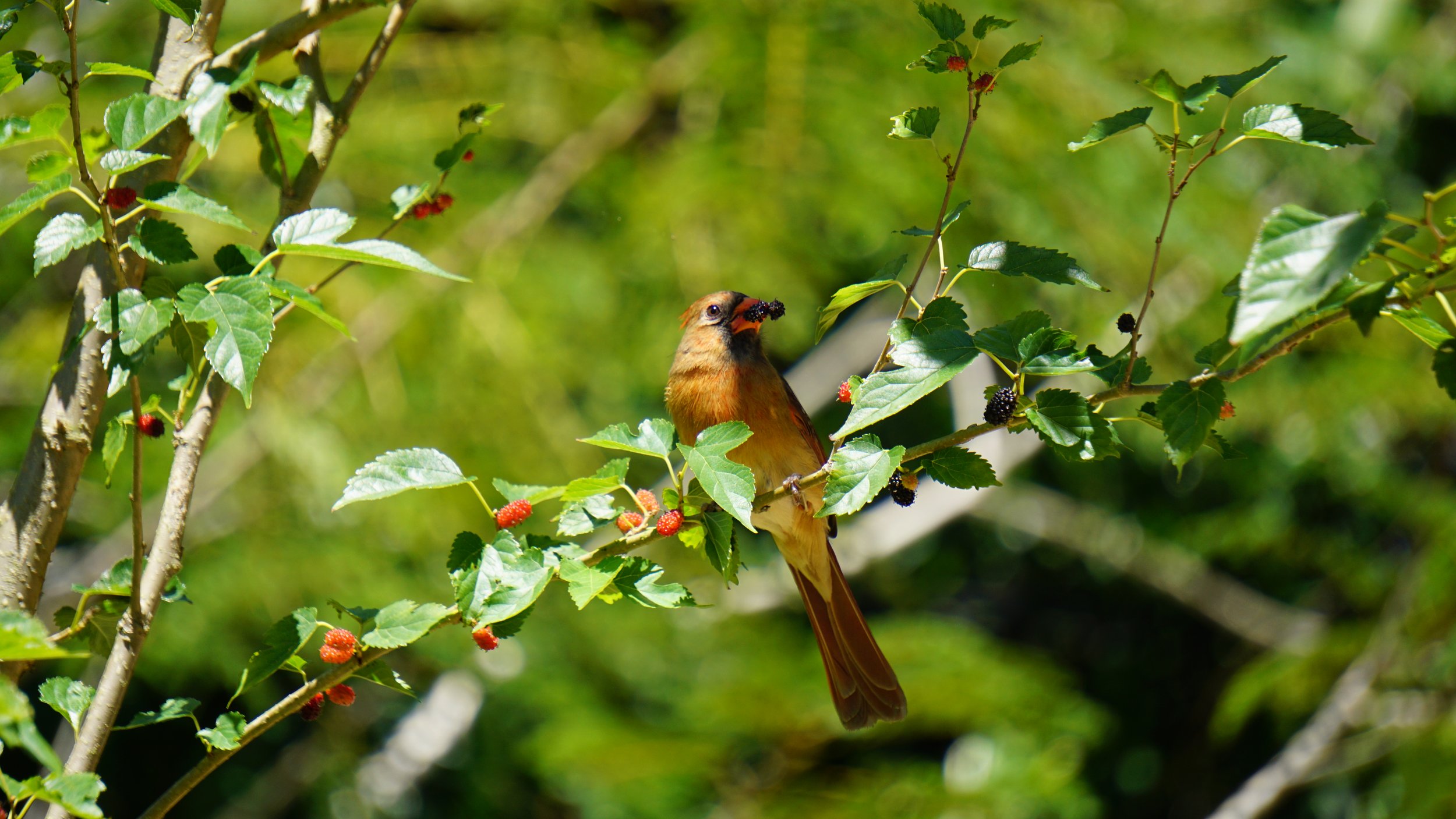 Dwarf mulberry & Northern female cardinal 