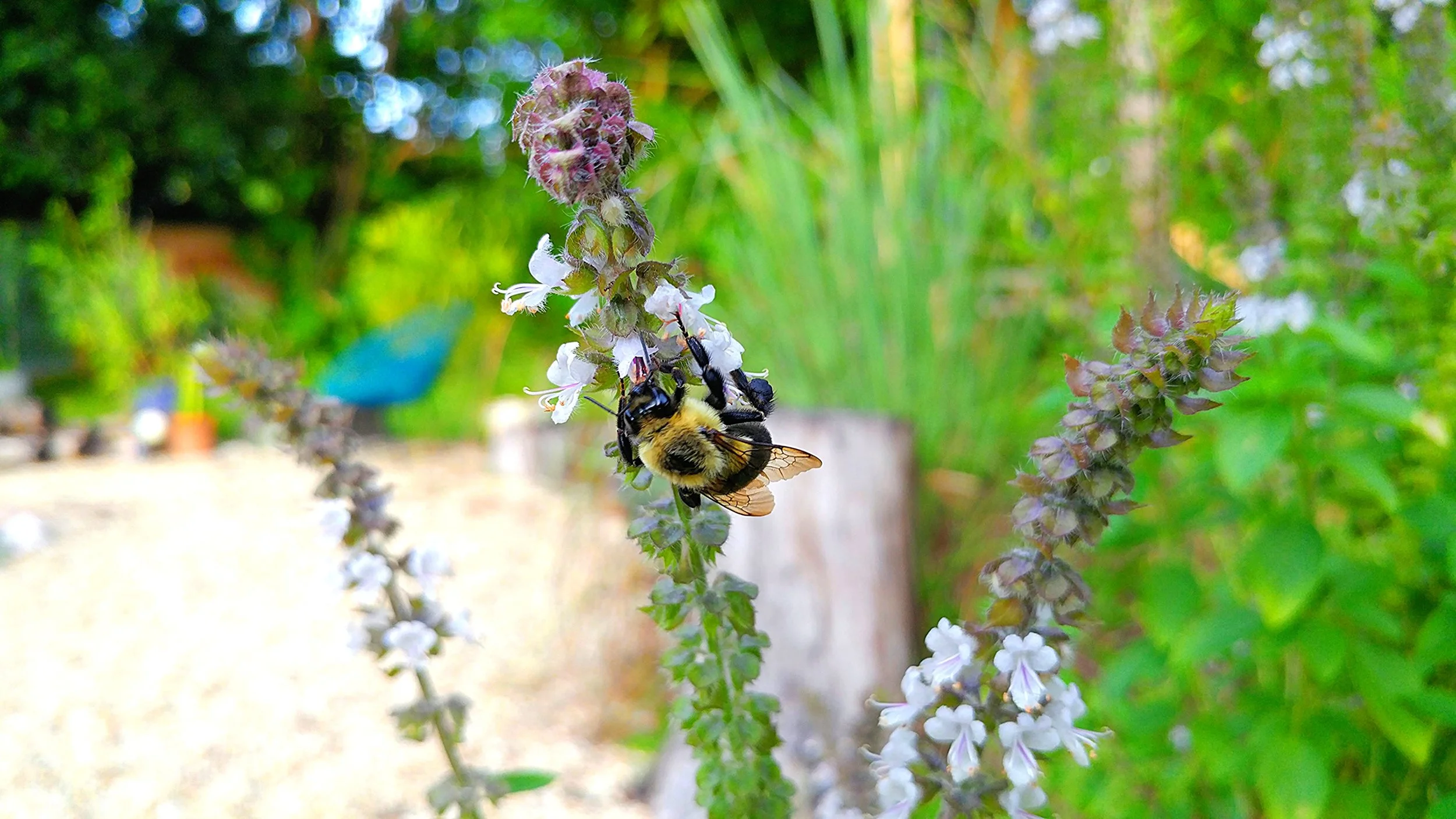 Basil flower & carpenter bee