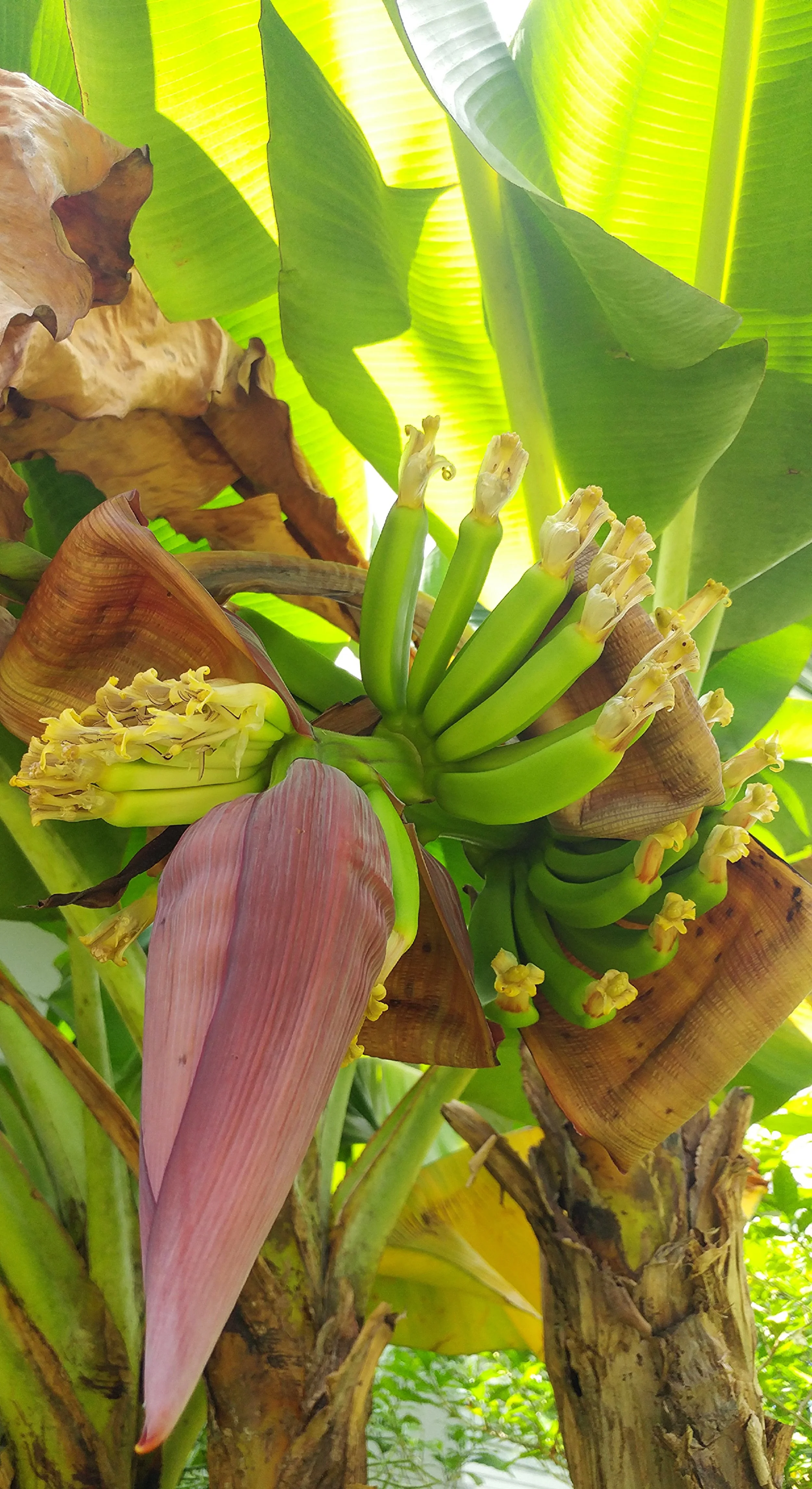 Banana plant
