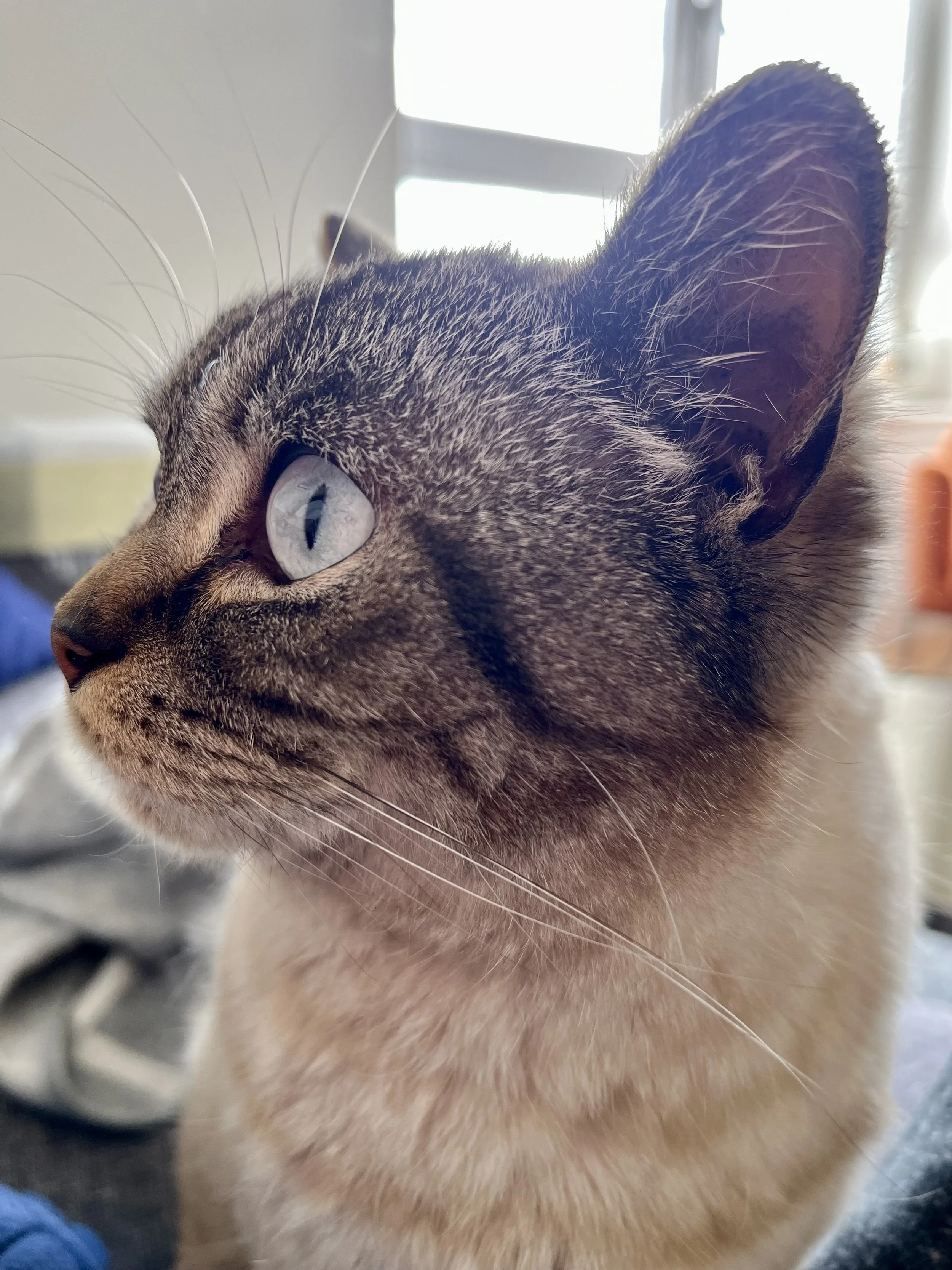 How Smart Is Your Cat?