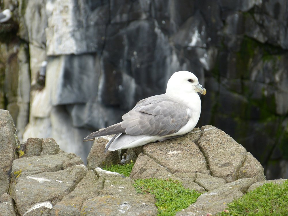 Fulmar