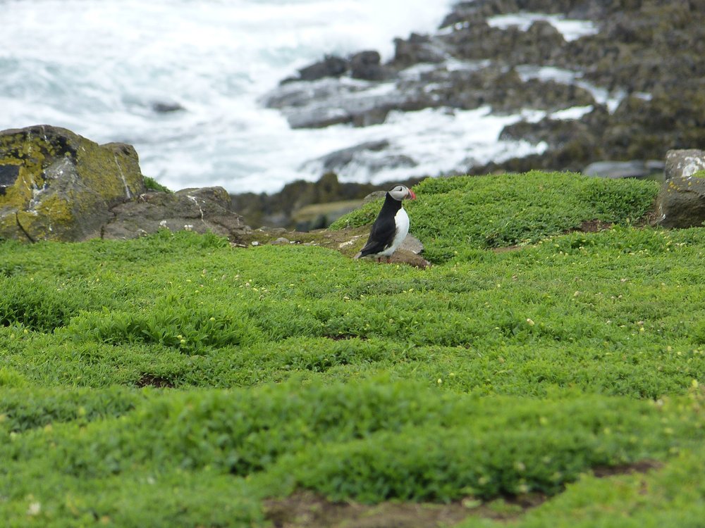 Puffin
