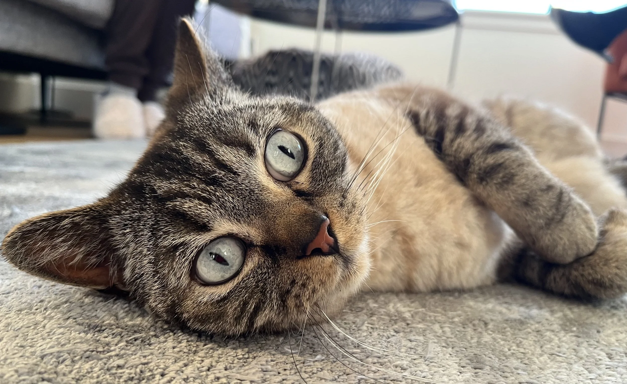 Inflammatory Bowel Disease In Cats