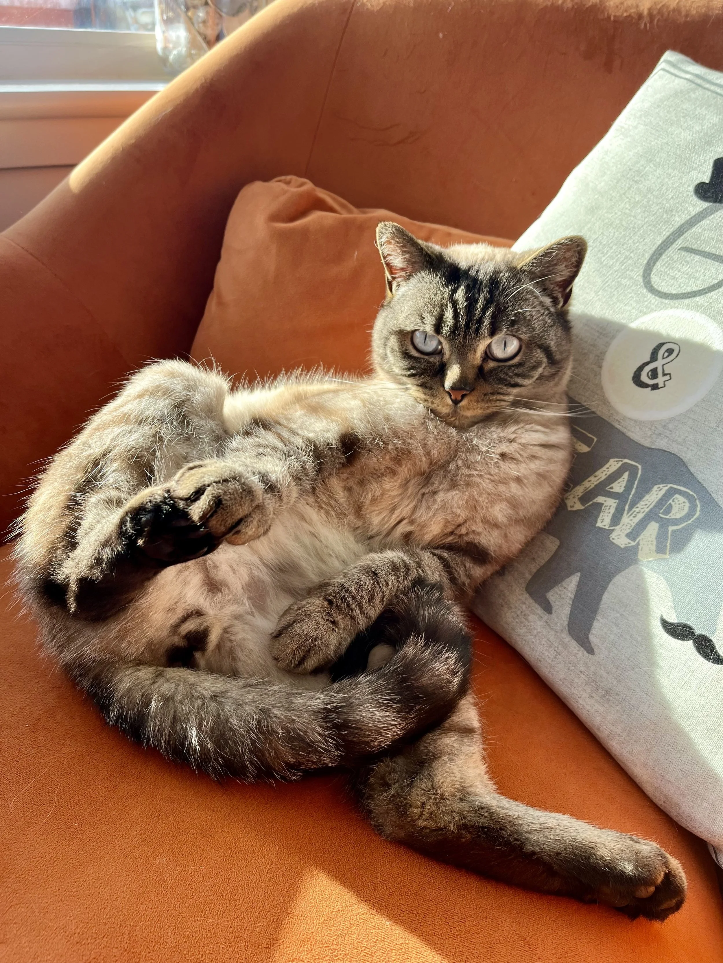 British Shorthair vs. Jamie