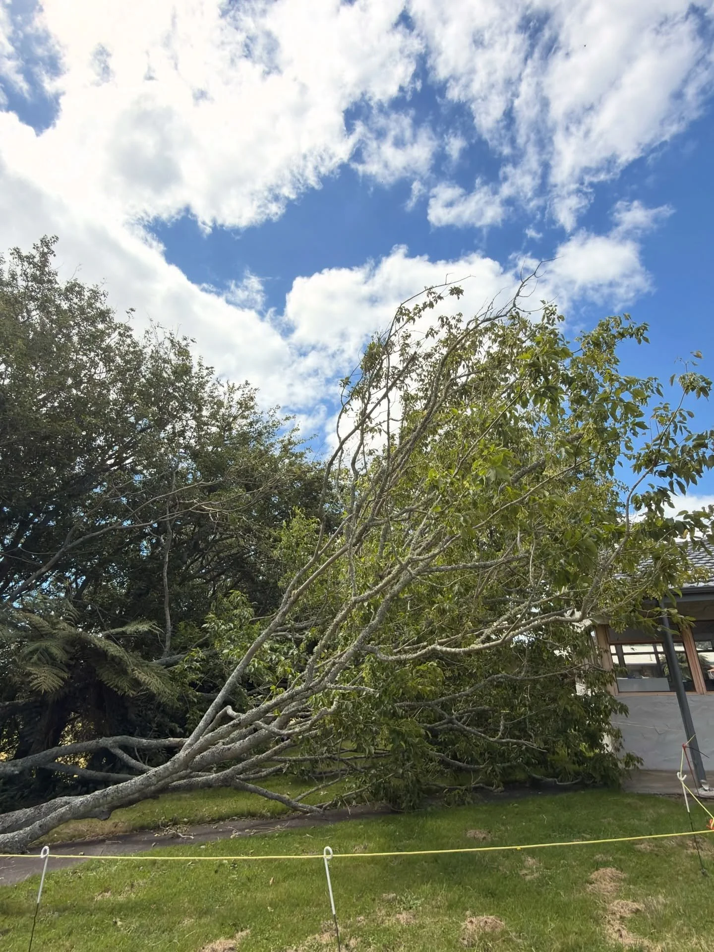 Thank you, God, for all the protection over our campus.
Even with all the strength of the wind and the storm, only one tree fell and it was just a few centimetres away. For us, this was a true miracle.

It reminds us that even in moments of danger, Y