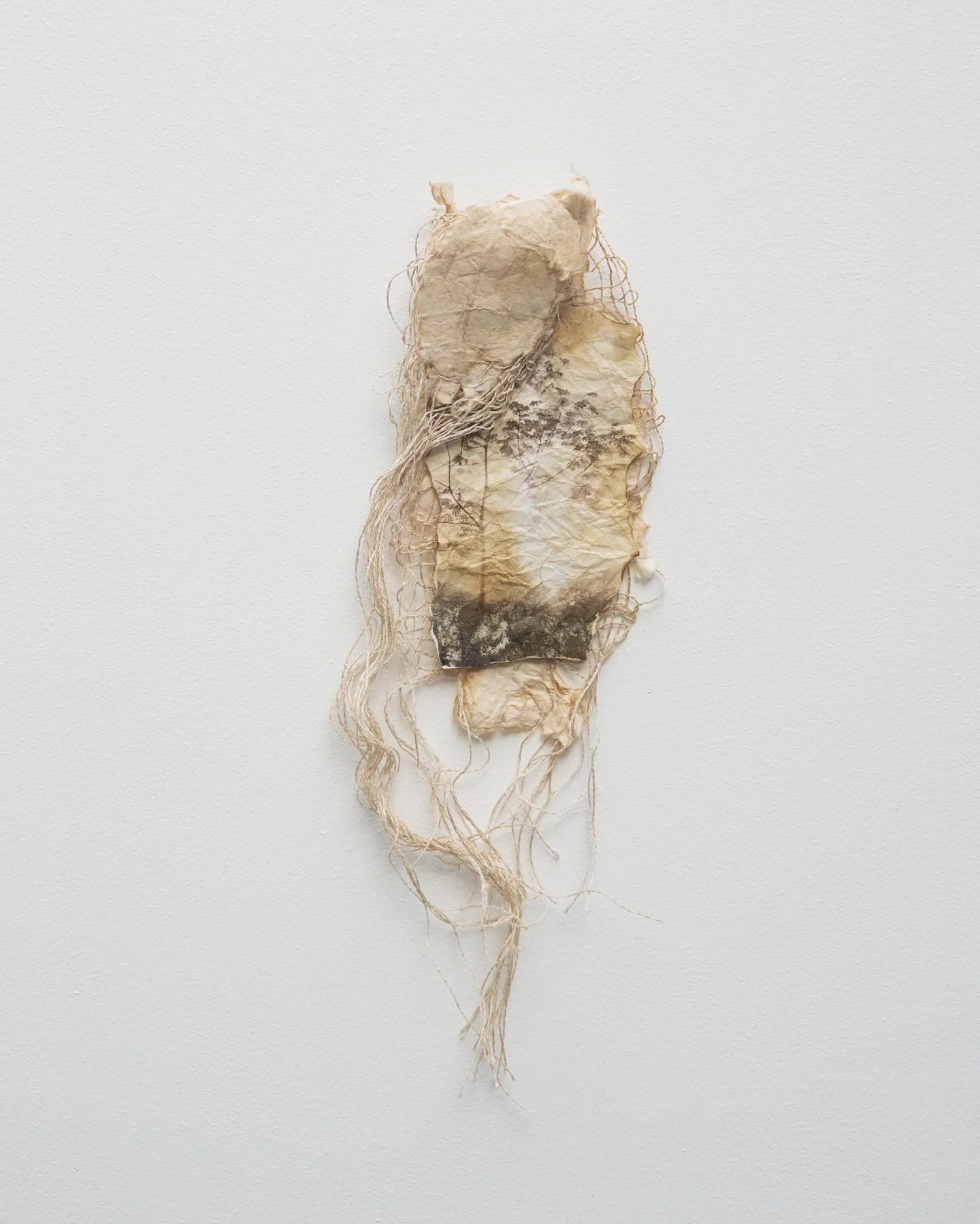 My most recent works have been collected to form an ongoing project called &ldquo;Kinship.&rdquo;

During a period of recovery, I found myself drawn into companionship with the trees and plants surrounding my home&mdash;magnolia, balsam, motherwort, 