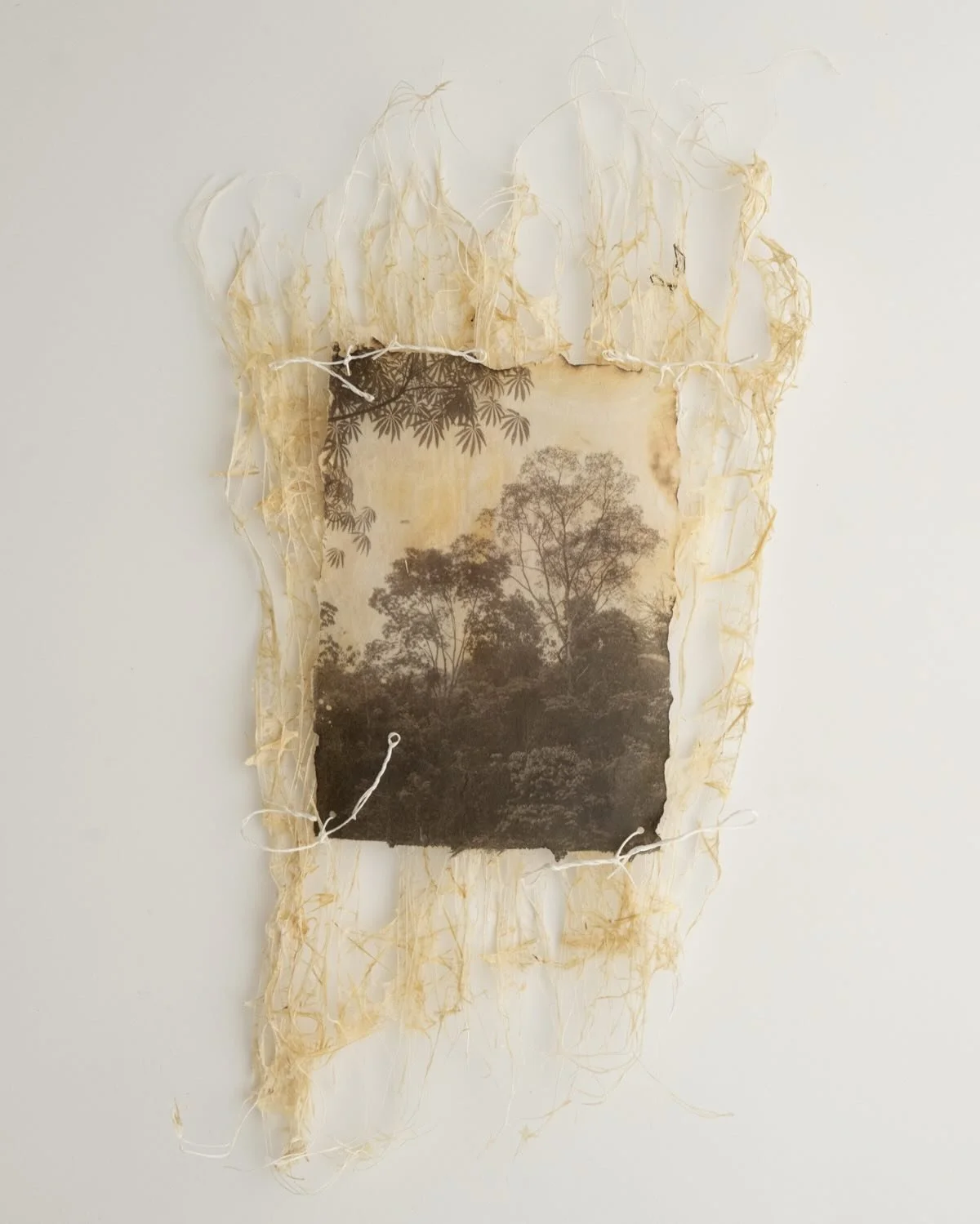 I am delighted to announce that two of my sculptures are included in IAPMA&rsquo;s Paper Art  Biennale - Impressions of Nature: Paper as Memory - at Art Centre Silkebrog Bad in Denmark. The exhibition runs until May 25th. Artworks from over one hundr