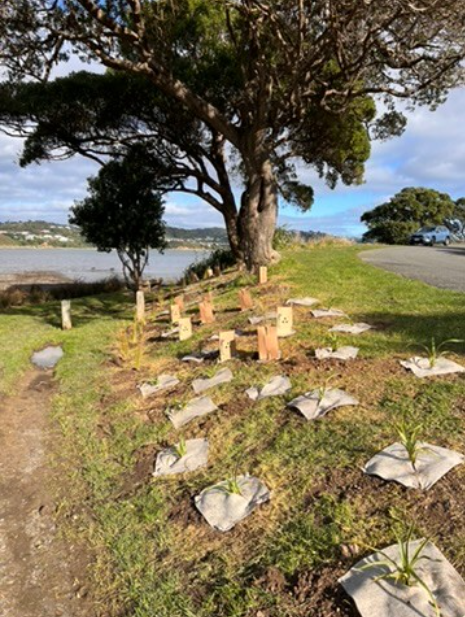Rotary Club of Plimmerton Planting Days