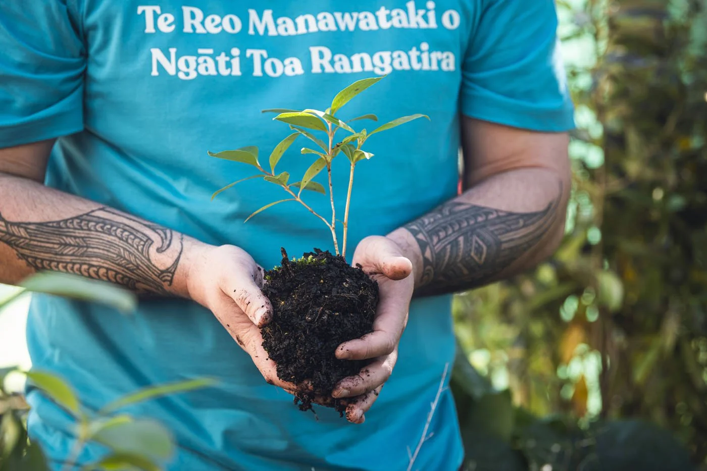 Person wearing a blue shirt with white Maori text holding a young green plant in dark soil. The person's arms are tattooed, and the background has greenery.