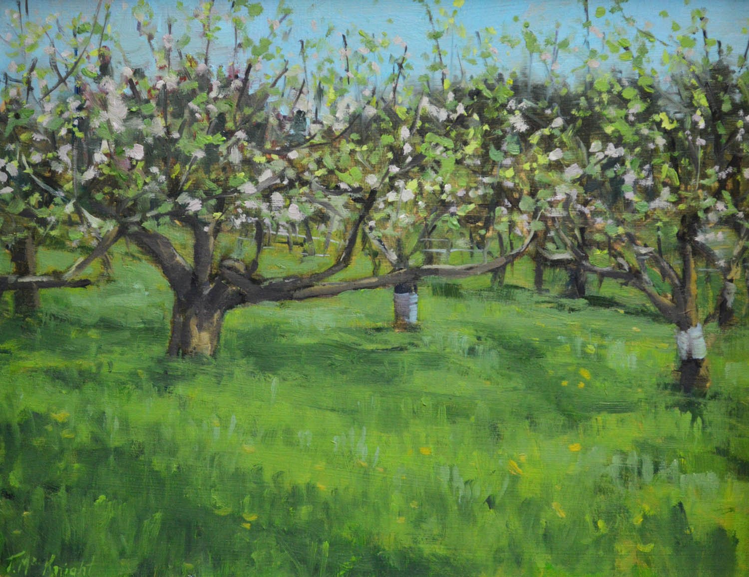 Orchard Study