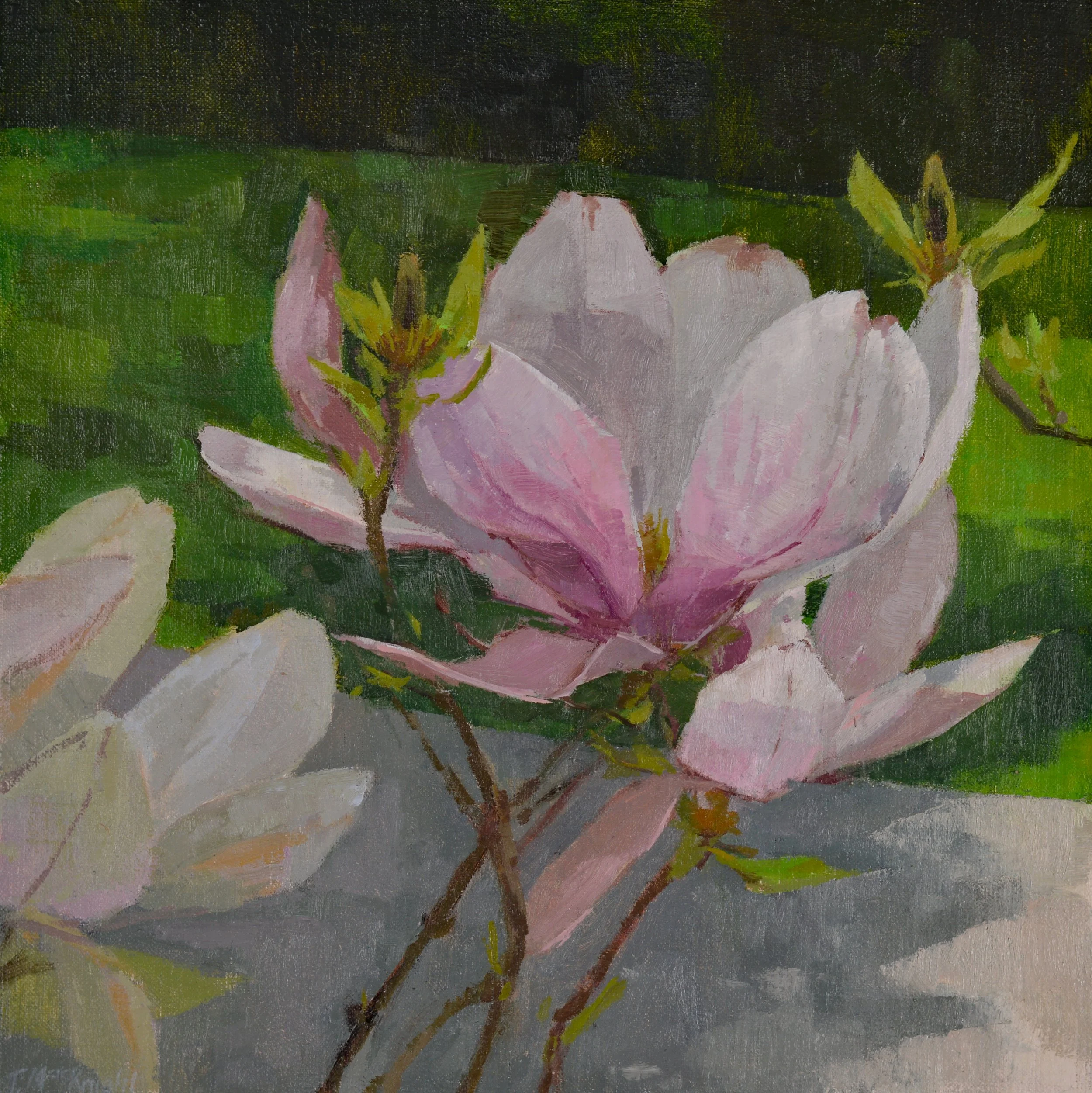 "Kingsbrae Magnolia"