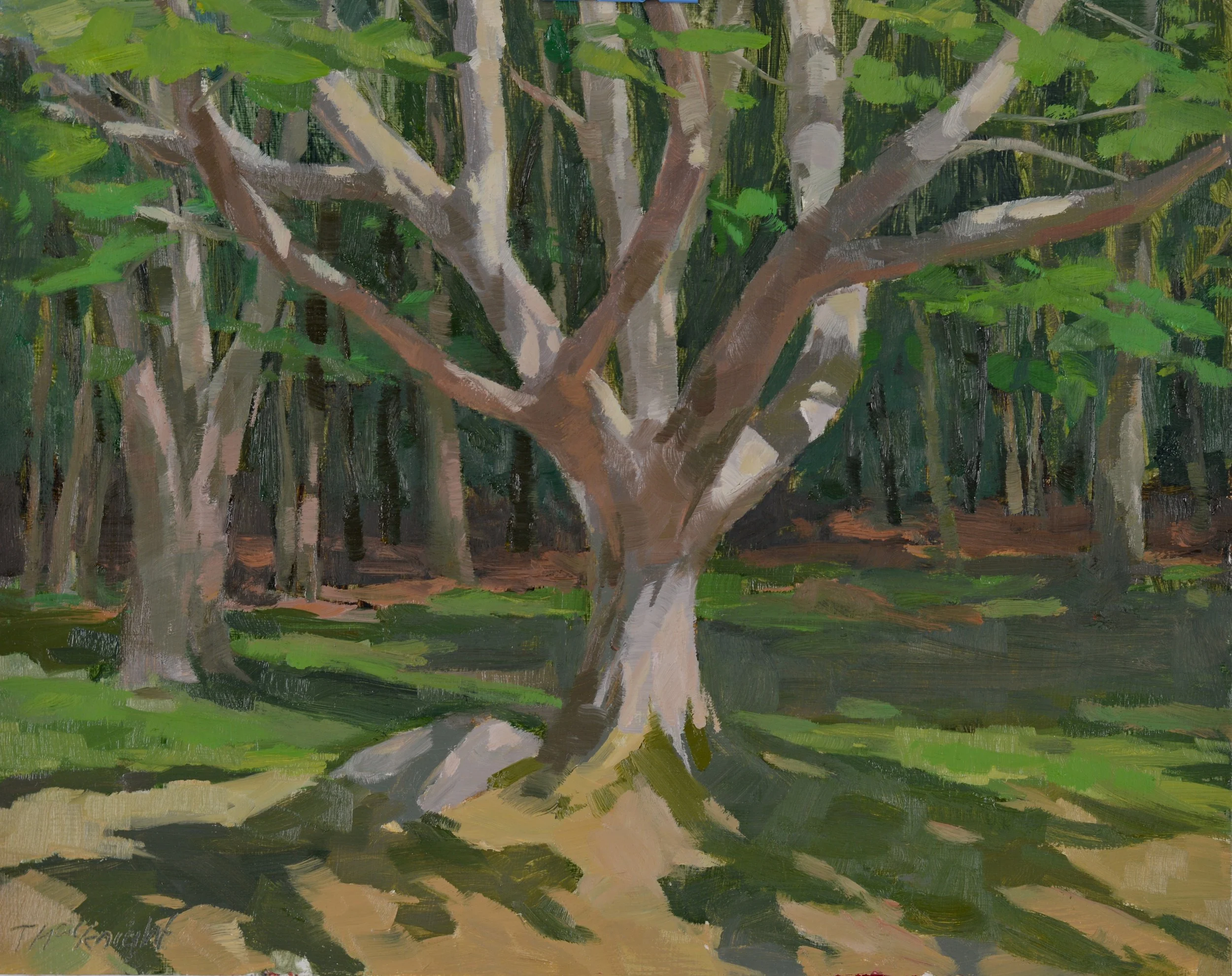 "Kejimkujik Tree in Light"