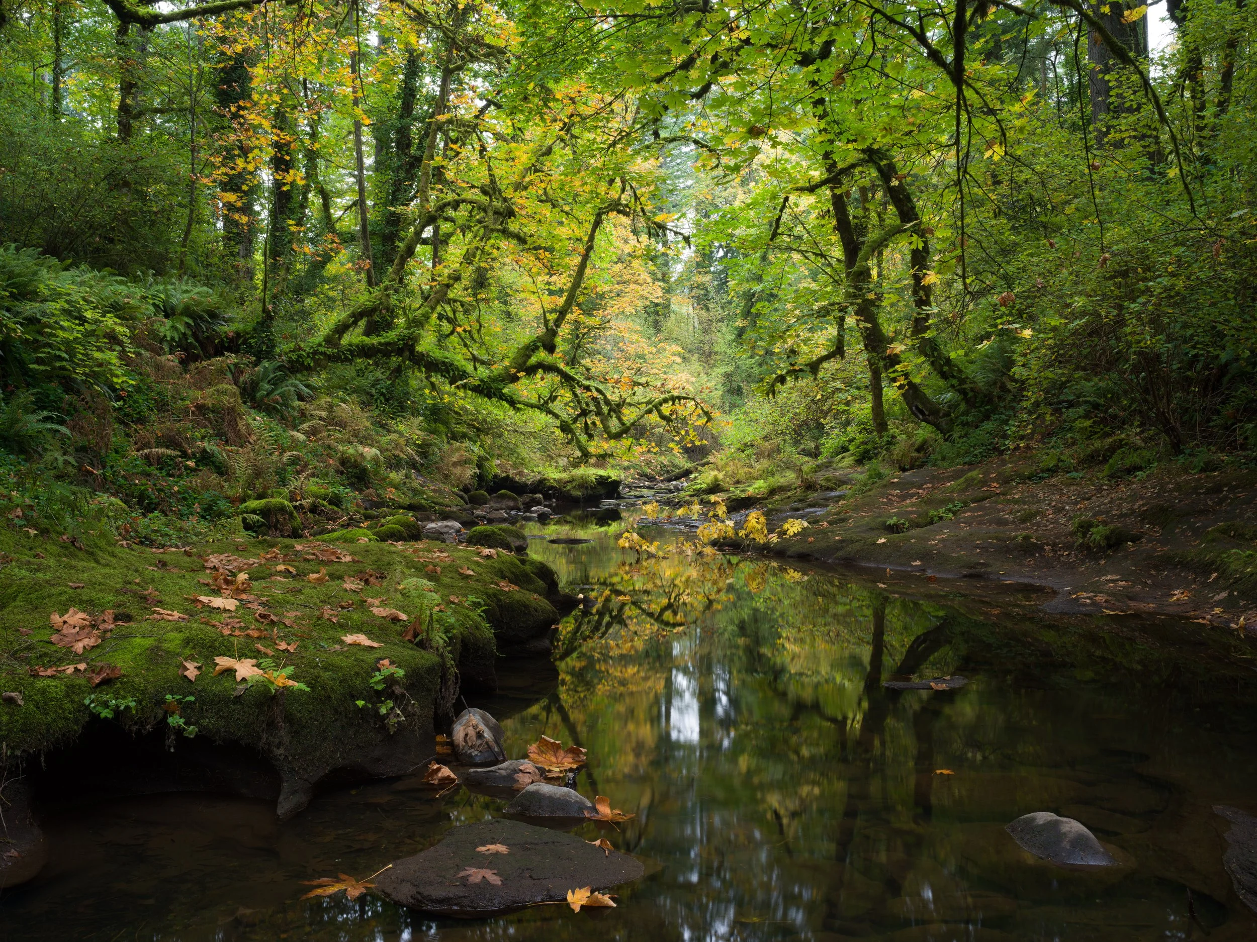 a scene at lacamas creek.jpg