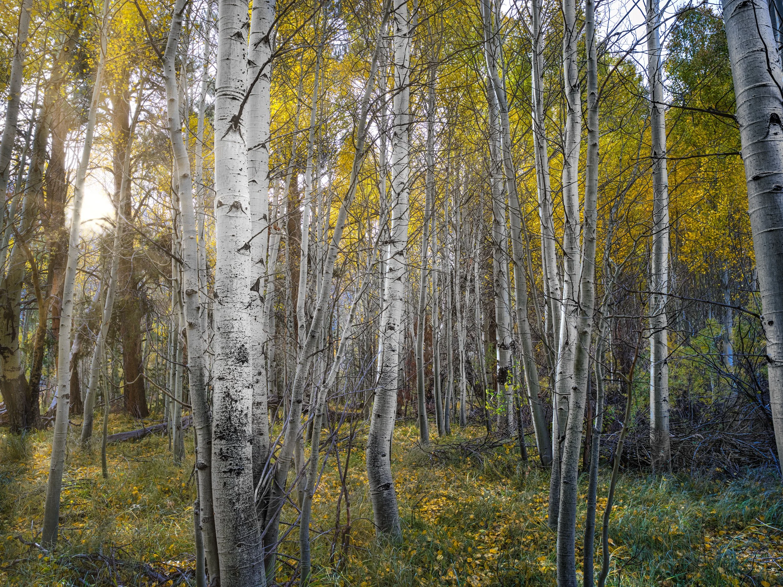 fall in the sierra aspens-Edit.jpg