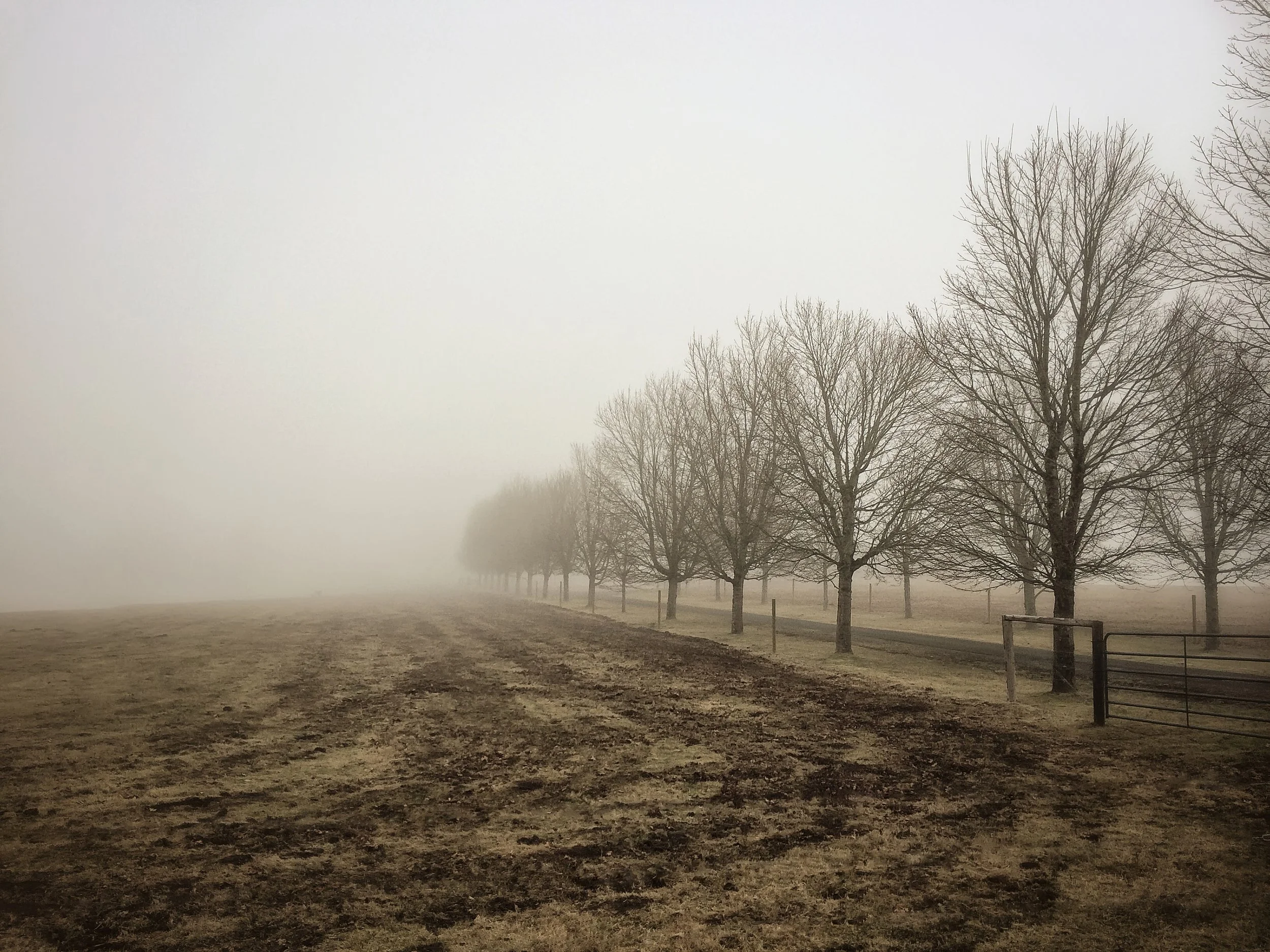 into the fog.jpg