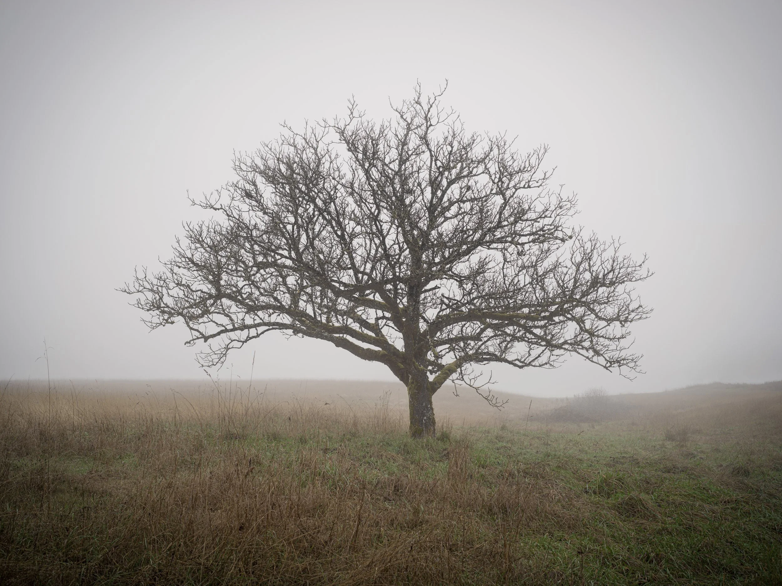 tree fog field.jpg