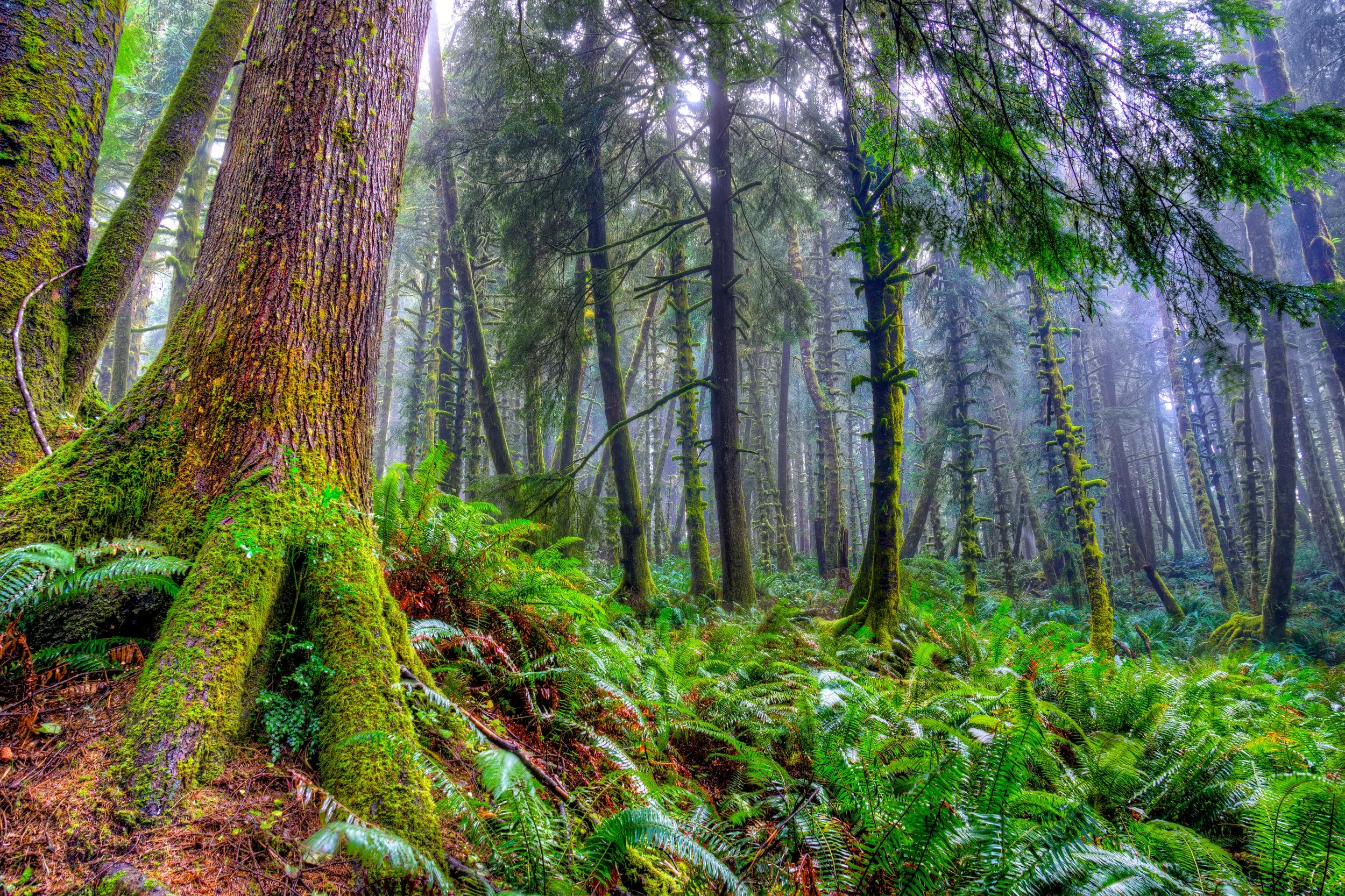 you can hear it grow.jpg