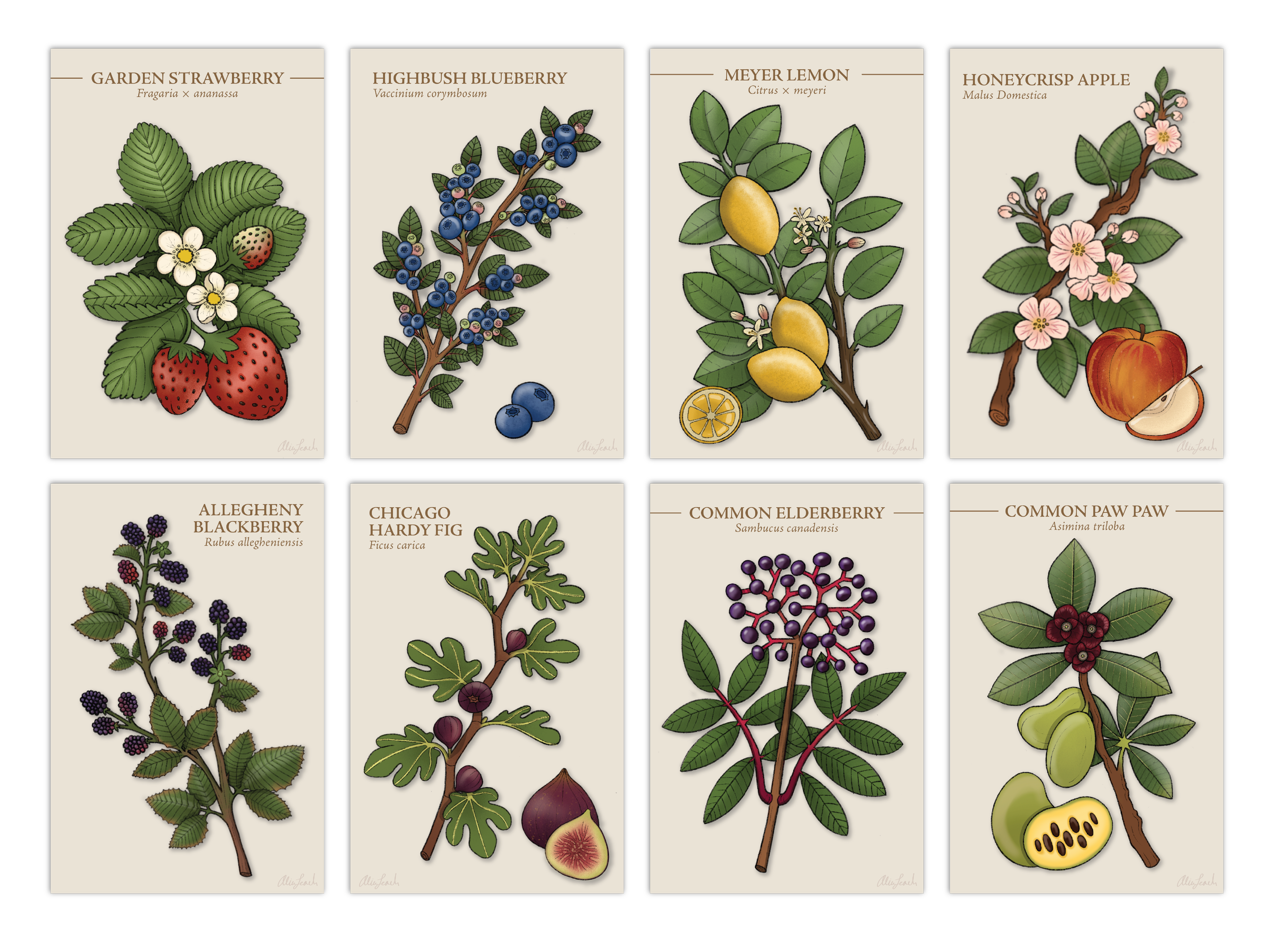 Botanical Fruit Prints
