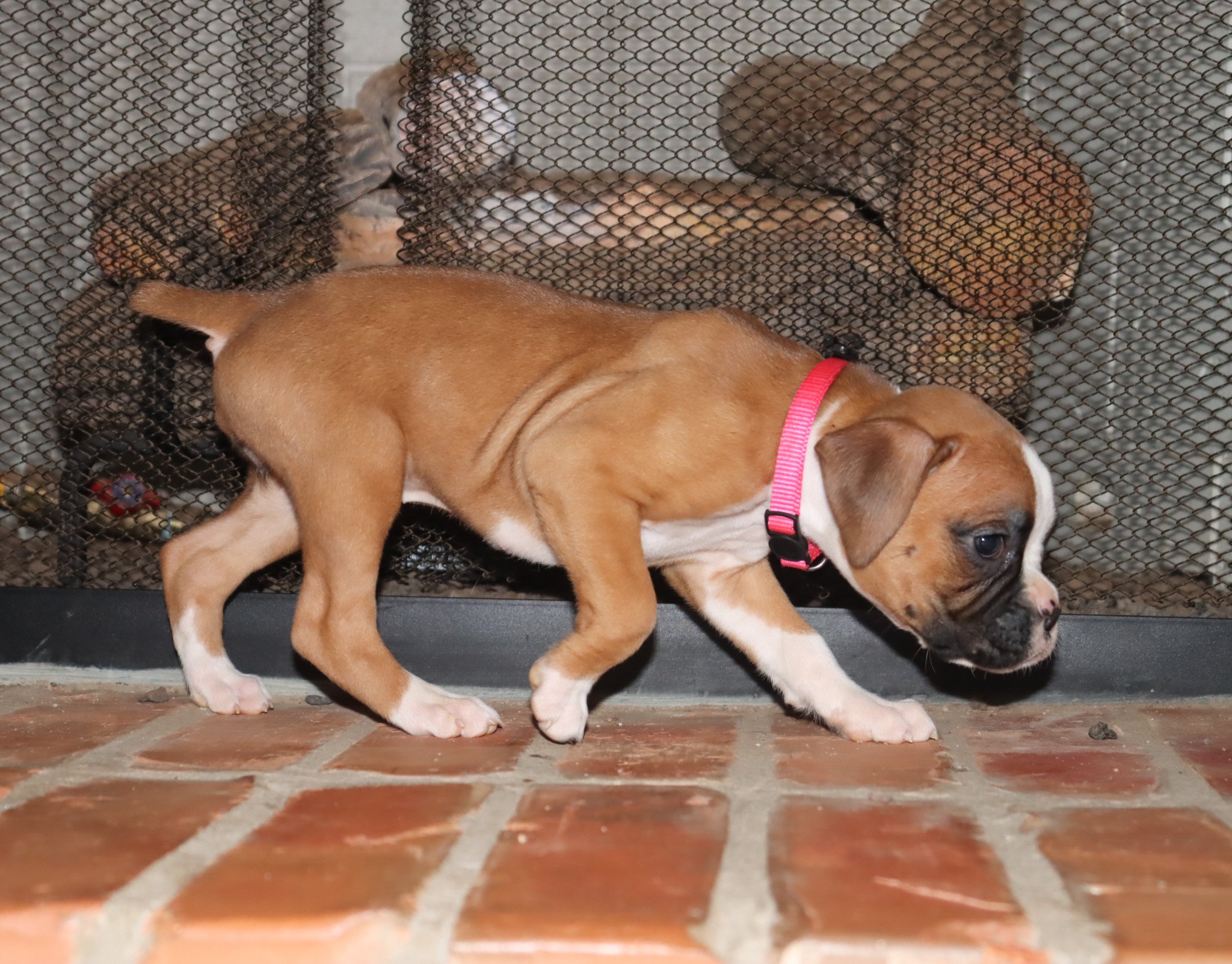 Rosie-5.jpg