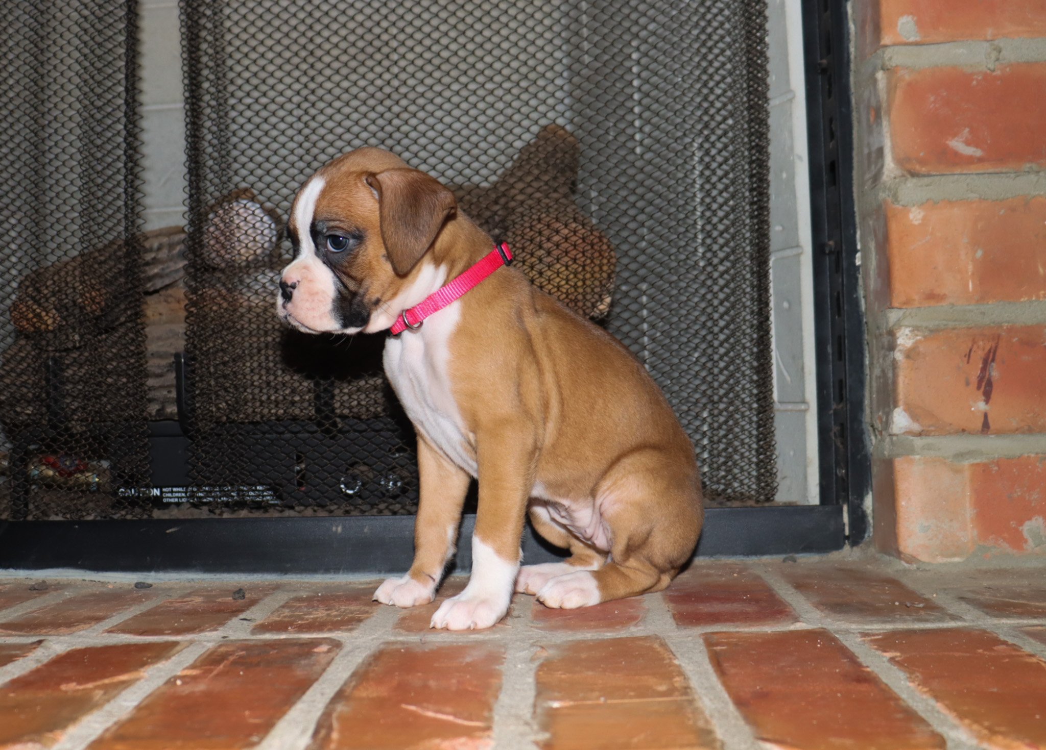 Rosie-6.jpg