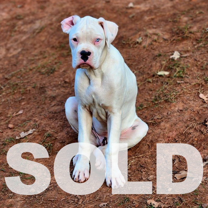 ubsold.png