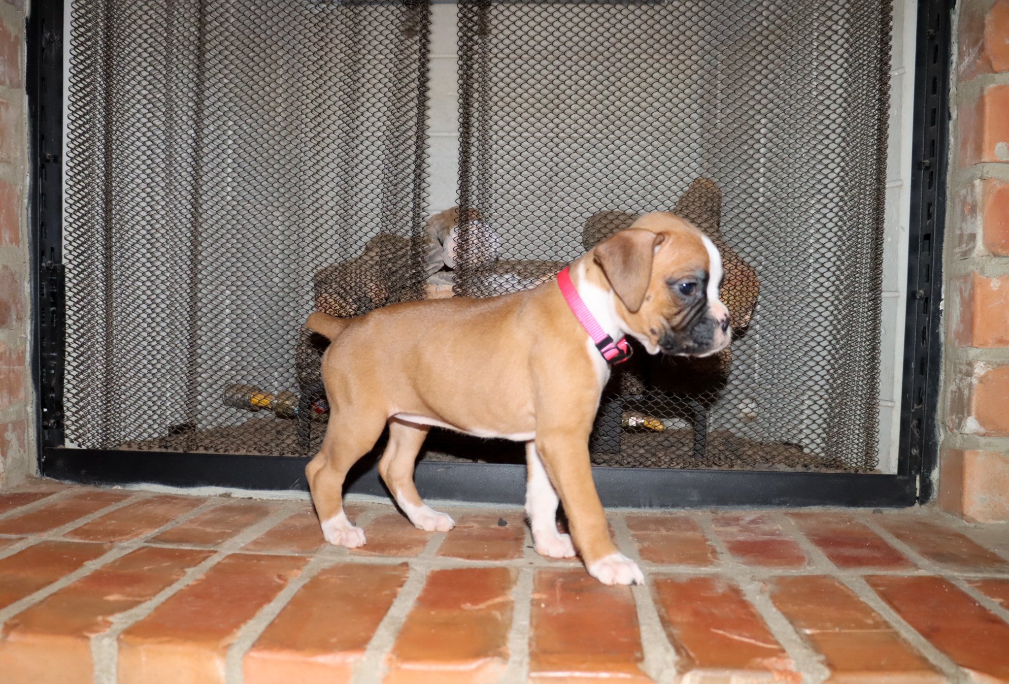 Rosie-2.jpg