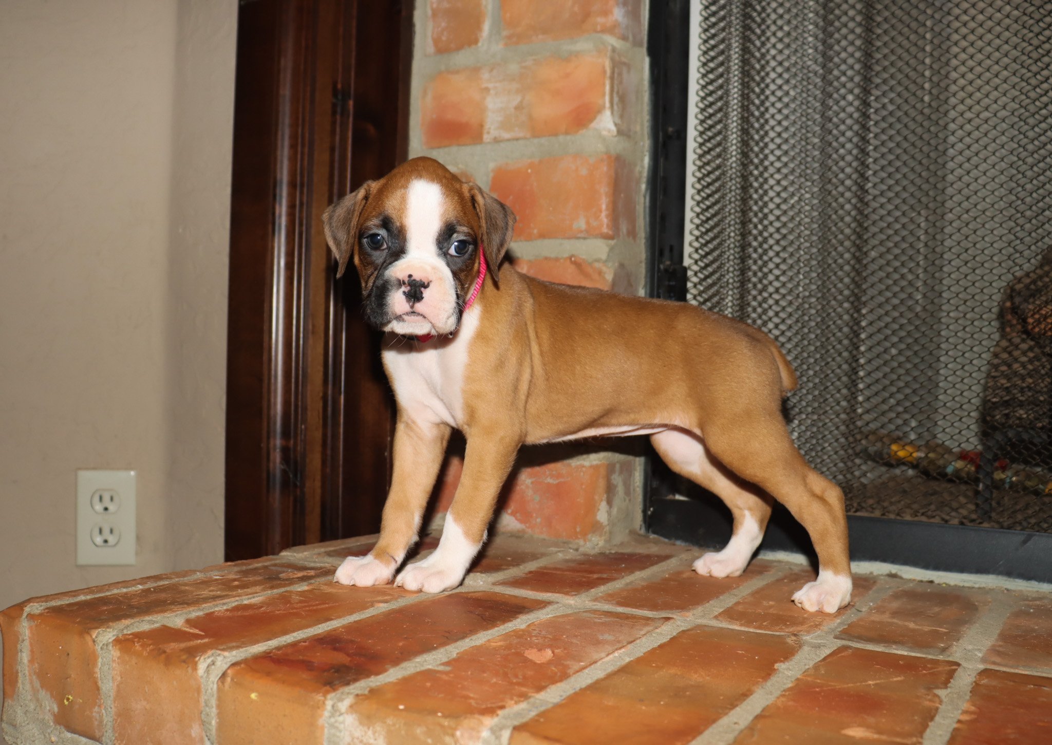 Rosie-4.jpg