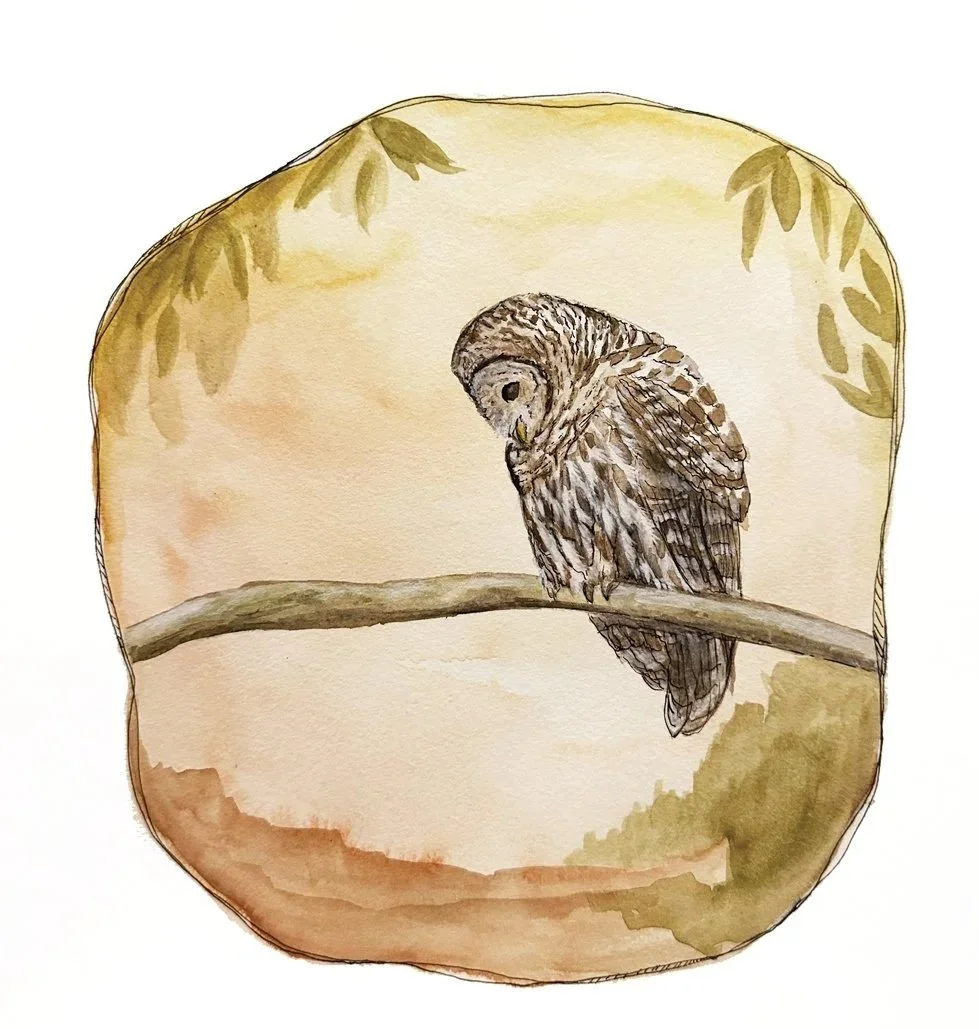 SarahJaneTimmons_barredowl.jpg