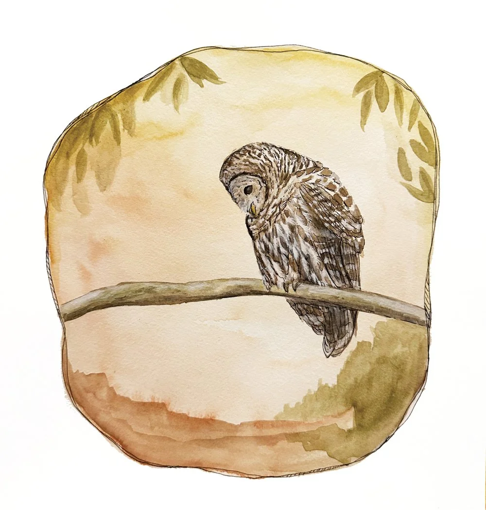 Barred Owl- 11x14 print