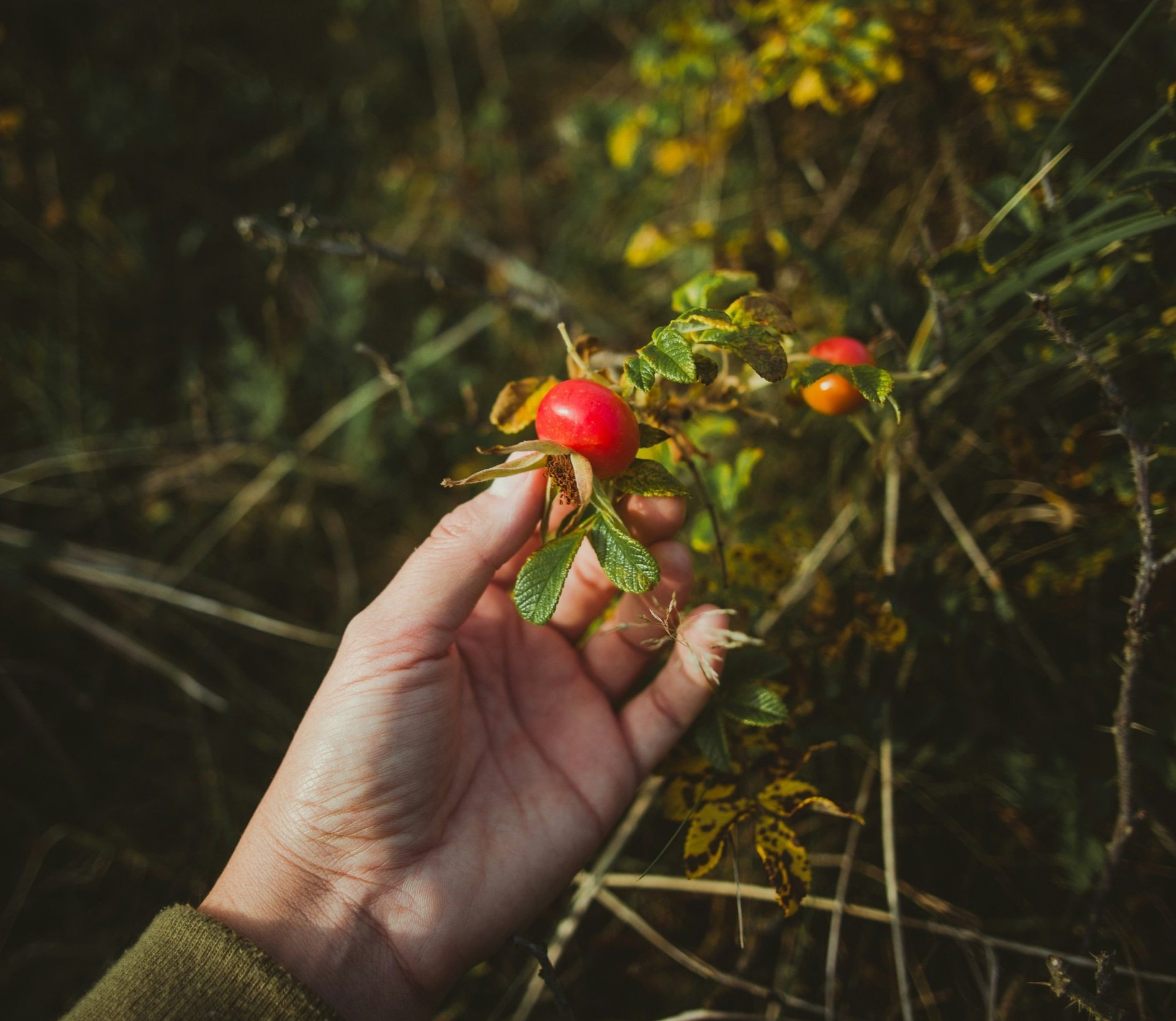 jasmin-schreiber-qLpQI9vY_uY-unsplash.jpg