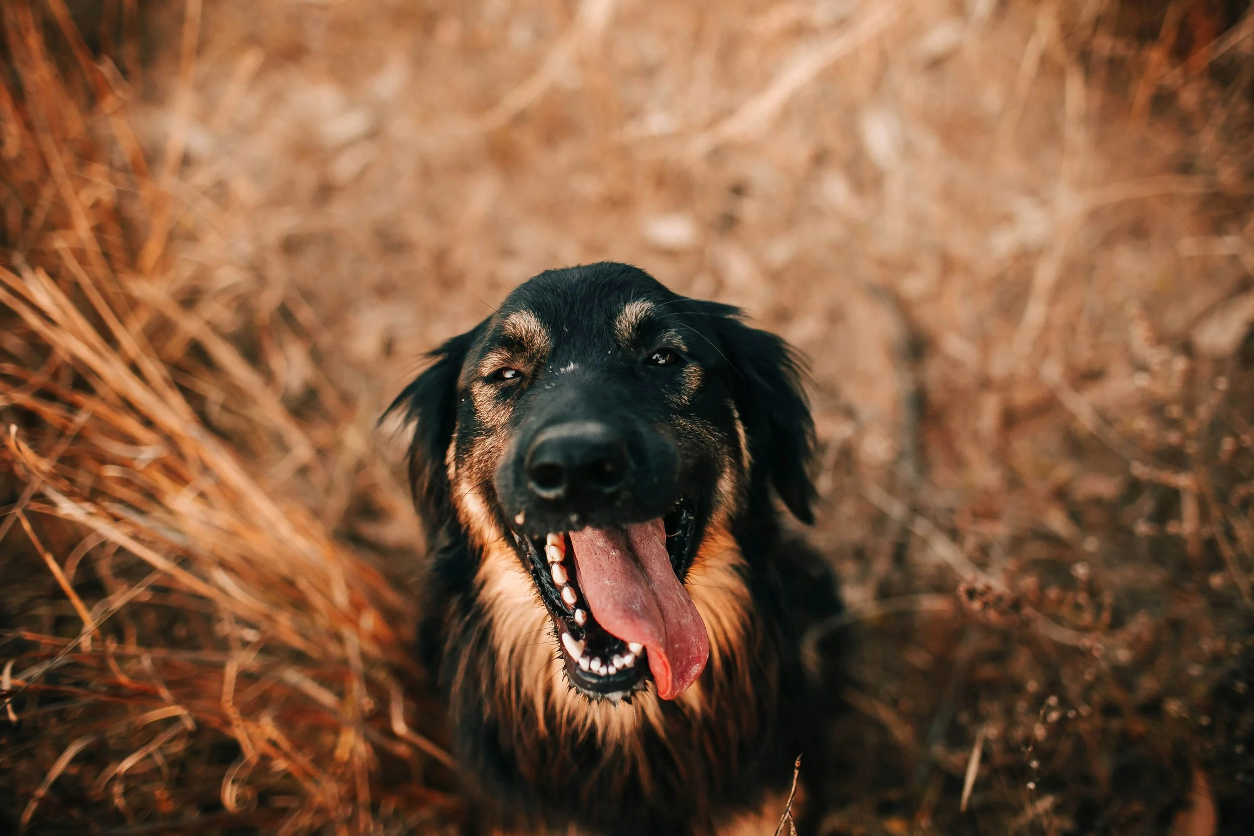 The Kindest Gift You Can Give Your Dog? Structure. — QYS Dog Training