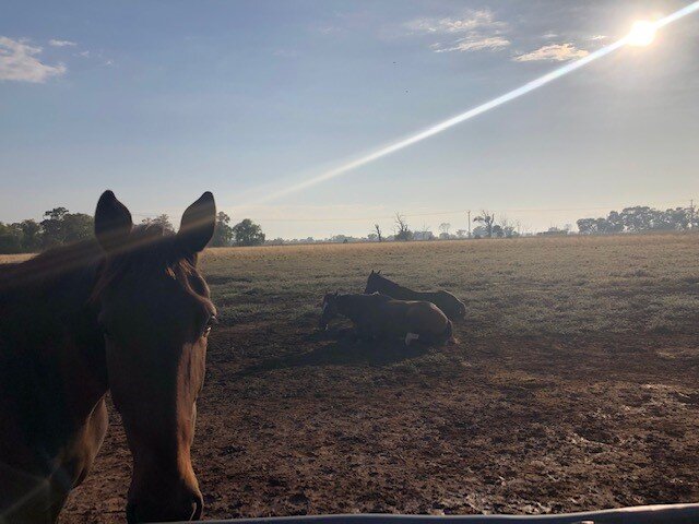 Horses will only lie down when they feel safe and secure, here ex racehorses Archie and Harry happily nap whilst our big @hrvhero Standardbred Big Billy stands guard 🤎

The horses who come to us have had experiences that have left them wary and mist