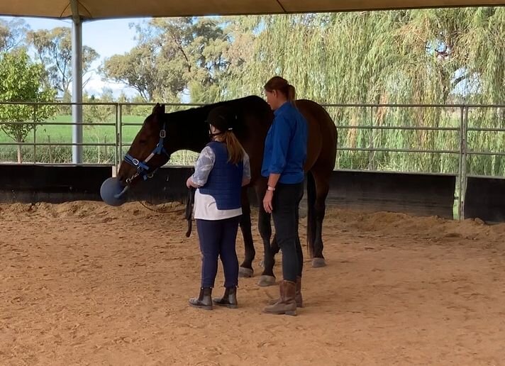 Trust, patience and love were the words used to describe Big Billy session today.  He  got to have a little bit of fun flicking the small ball around before being reminded that he also had to focus on his work in the horse yard. We love seeing him sh