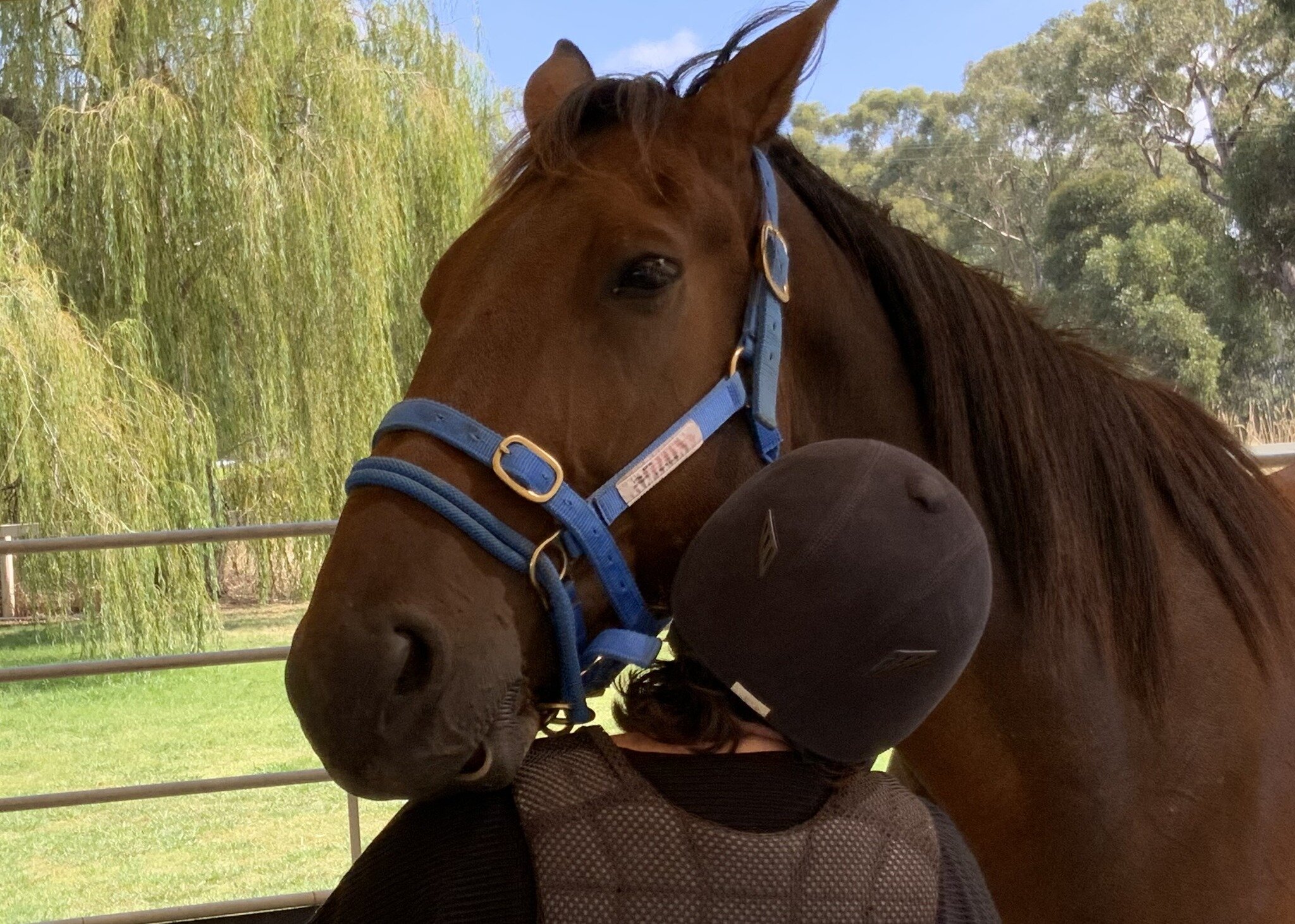 Nothing beats a big heavy headed hug from a very relaxed standardbred to head into the weekend!