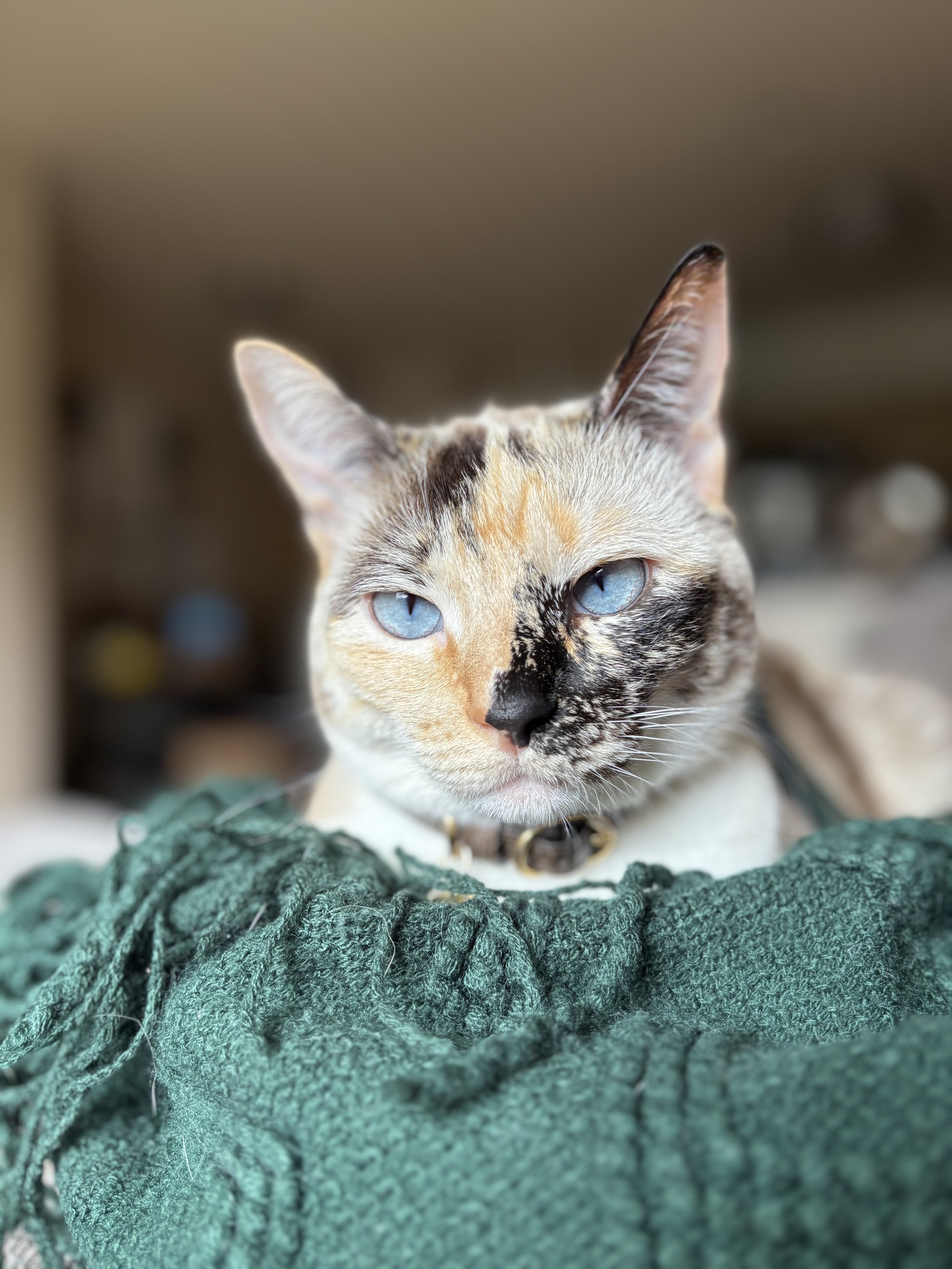 Close-up of a calico cat with blue eyes resting on a green textured blanket.