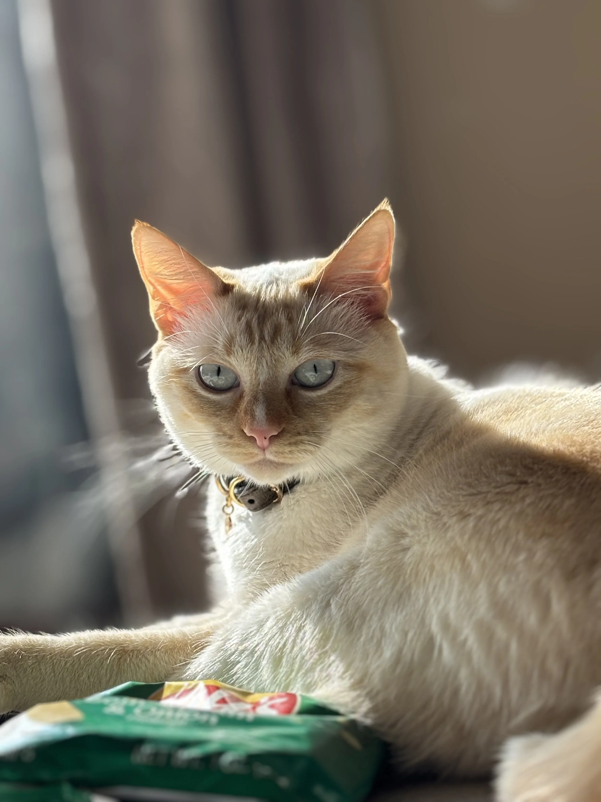 A light-colored cat with blue eyes and a black collar with a bell, sitting on a surface near a window with sunlight.