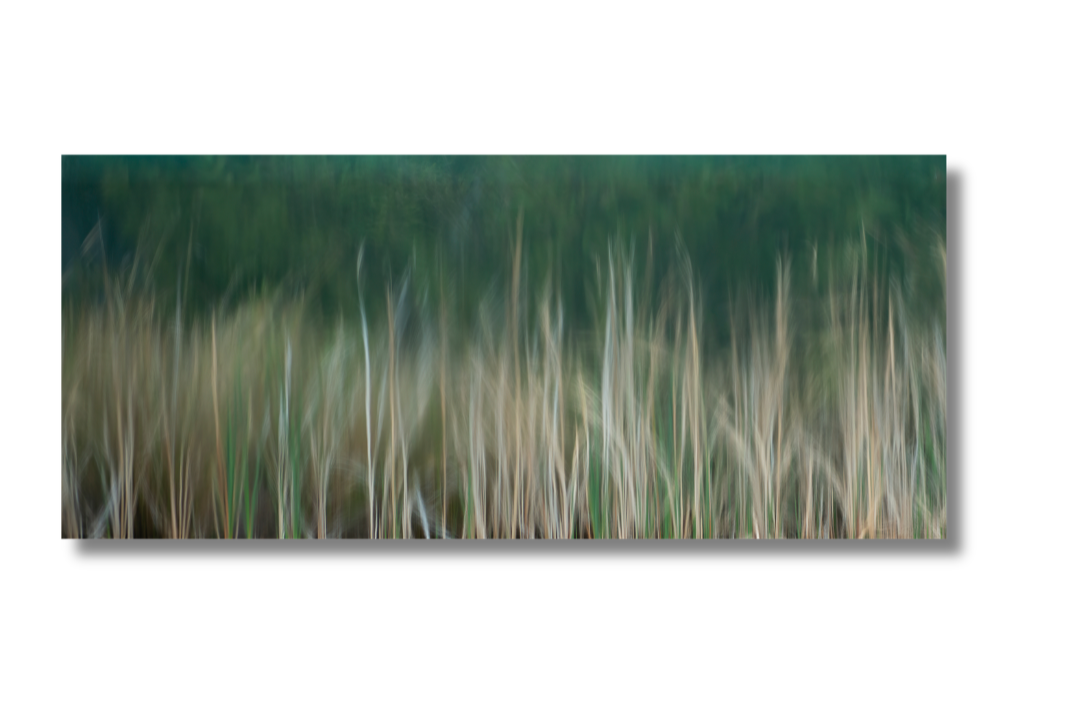 Gallery Pond