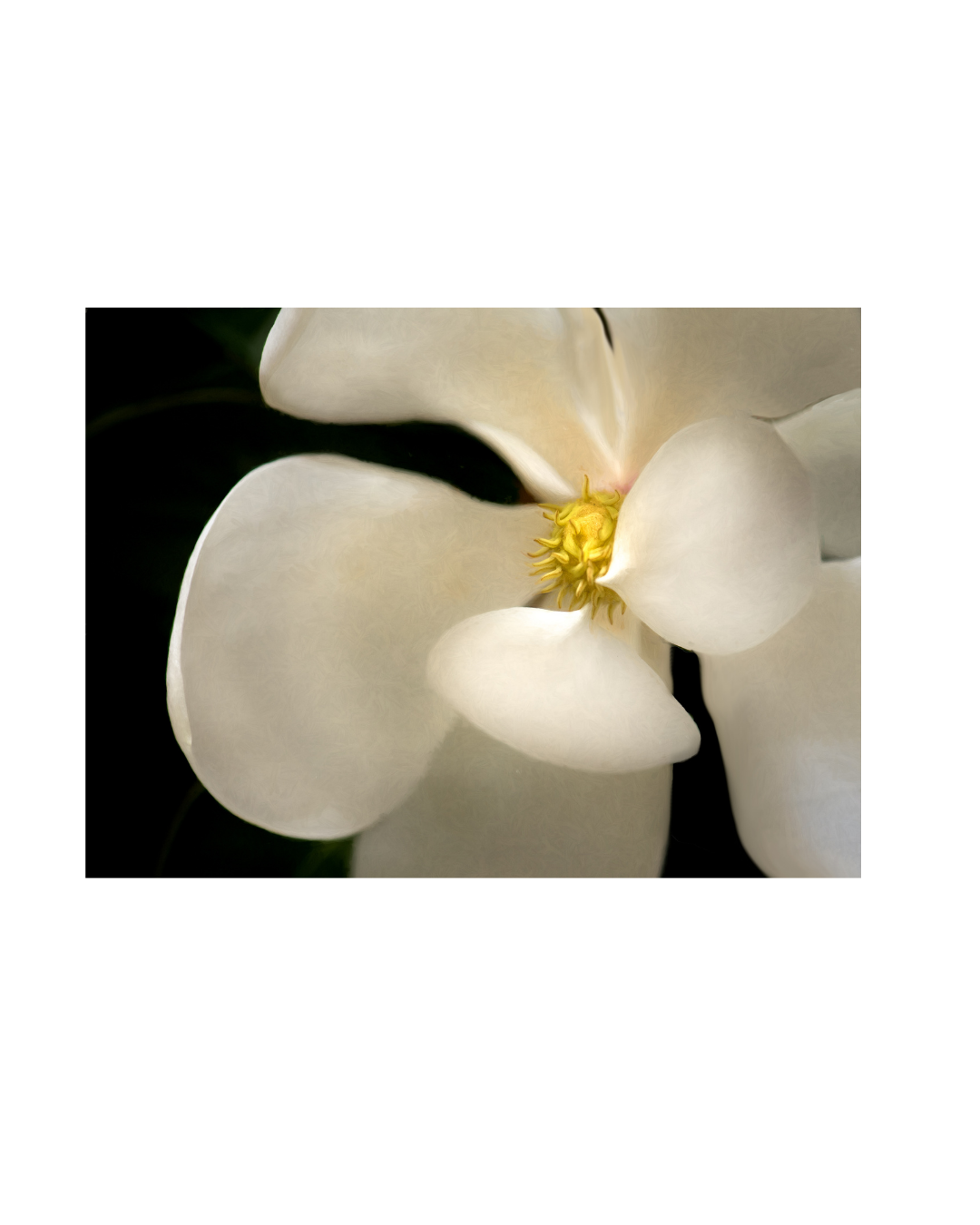 Magnolia (3)