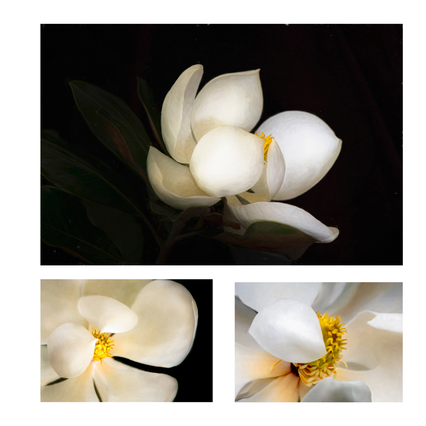 Magnolia Series