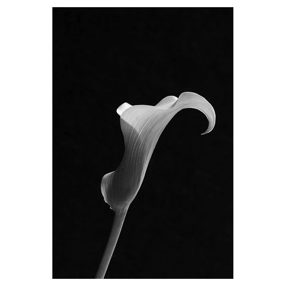 Elegant Curve
