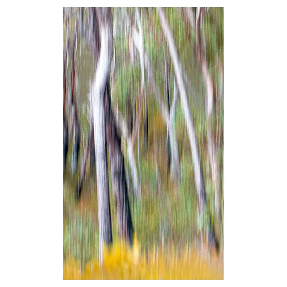 bushwalk.jpg