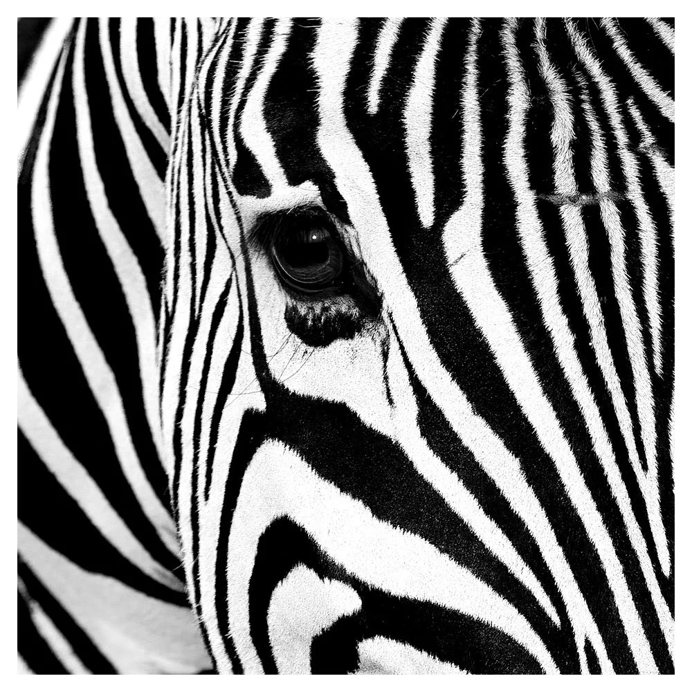 Black or white