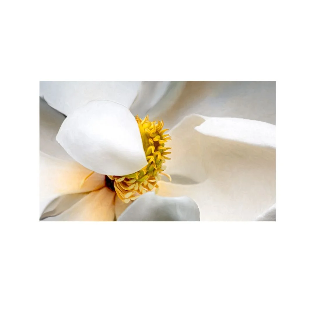Magnolia (2)