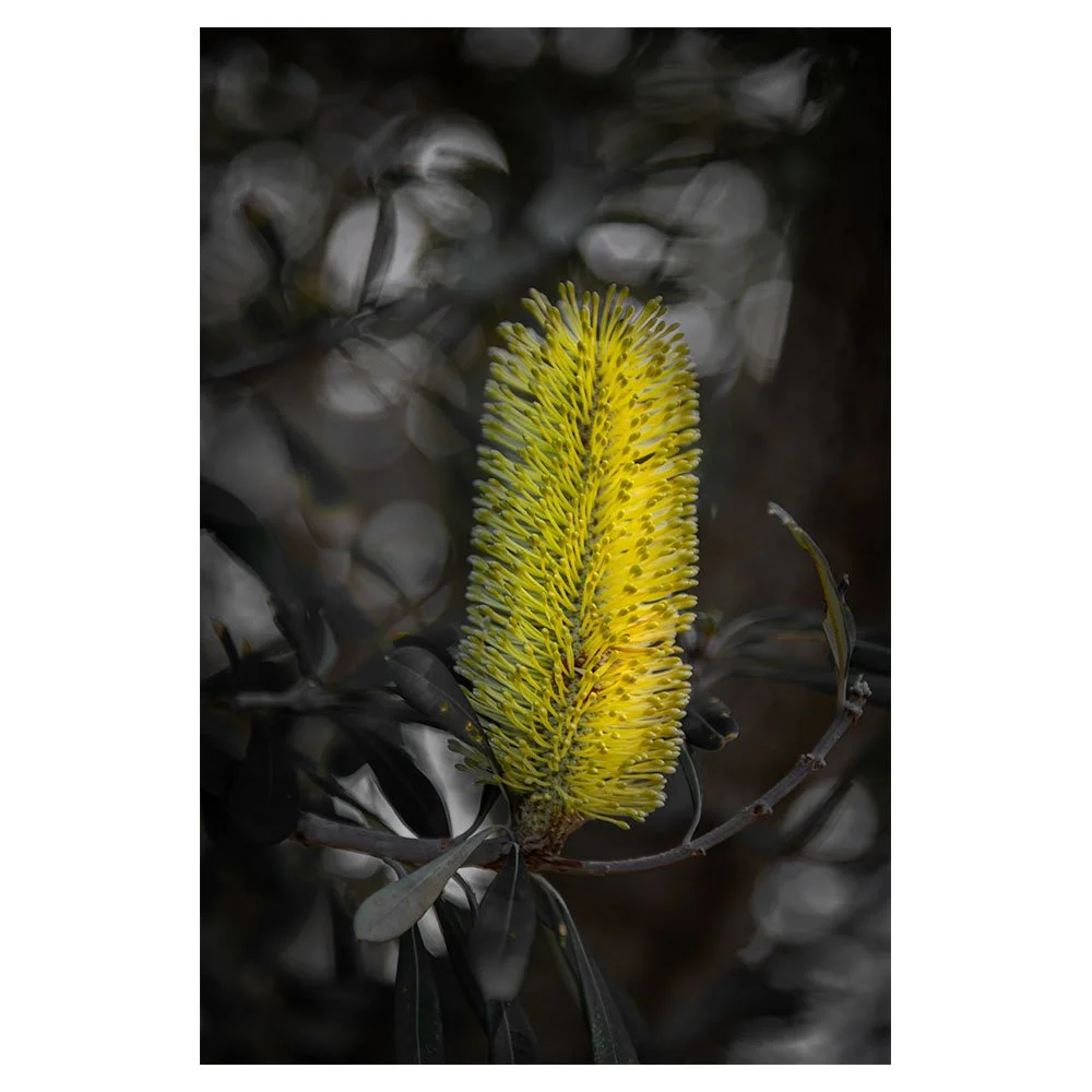 Banksia