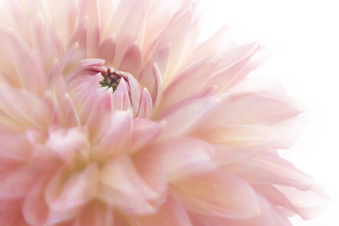 Be Dahlia