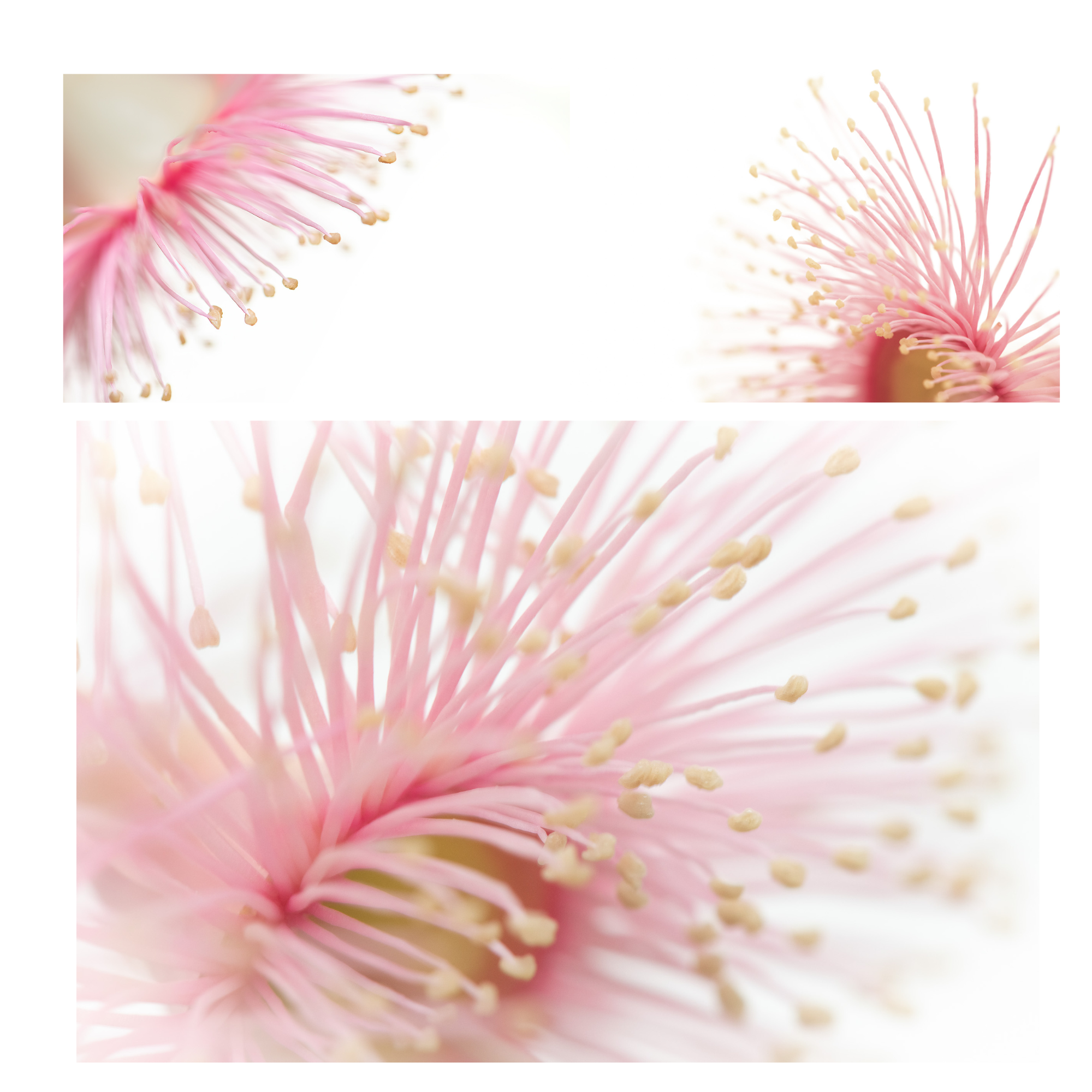 Gum Flower Fairies -  Series